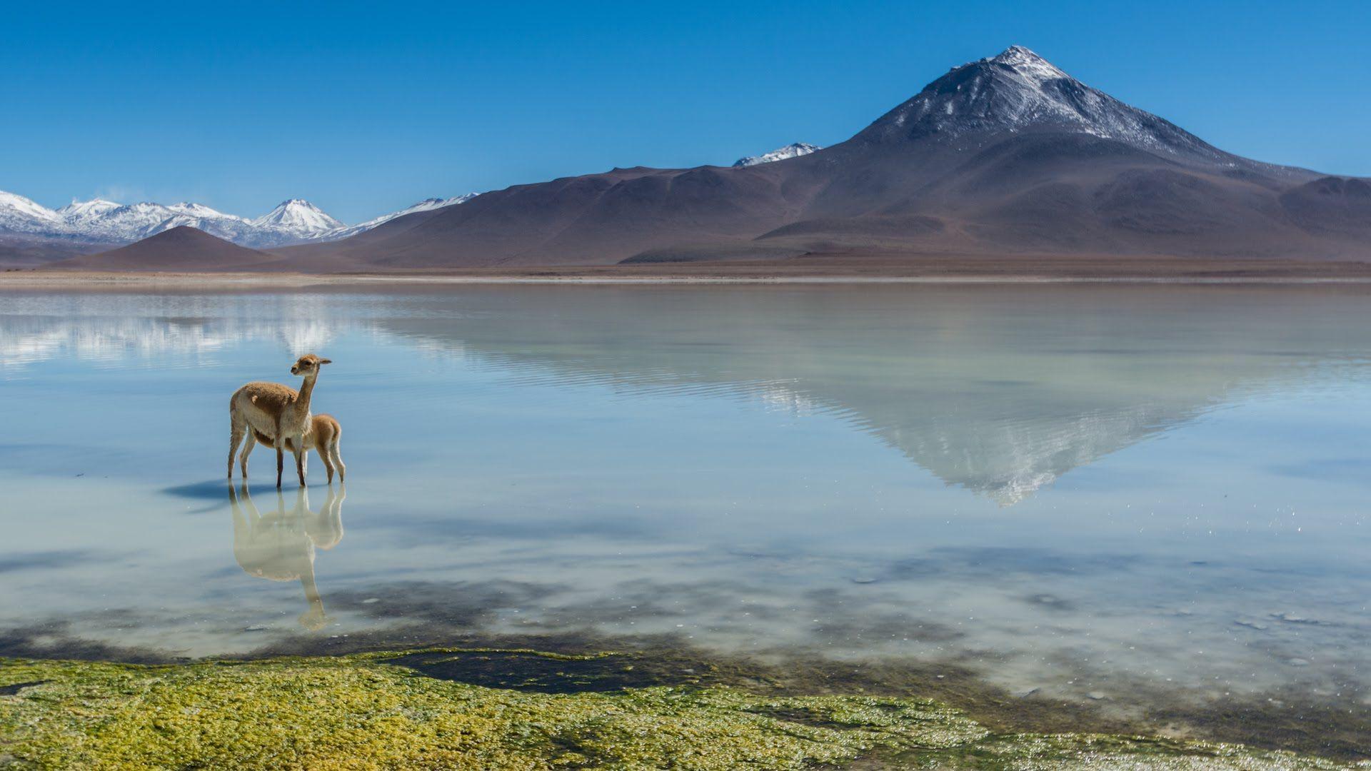 Atacama Desert Chile Salt Flats