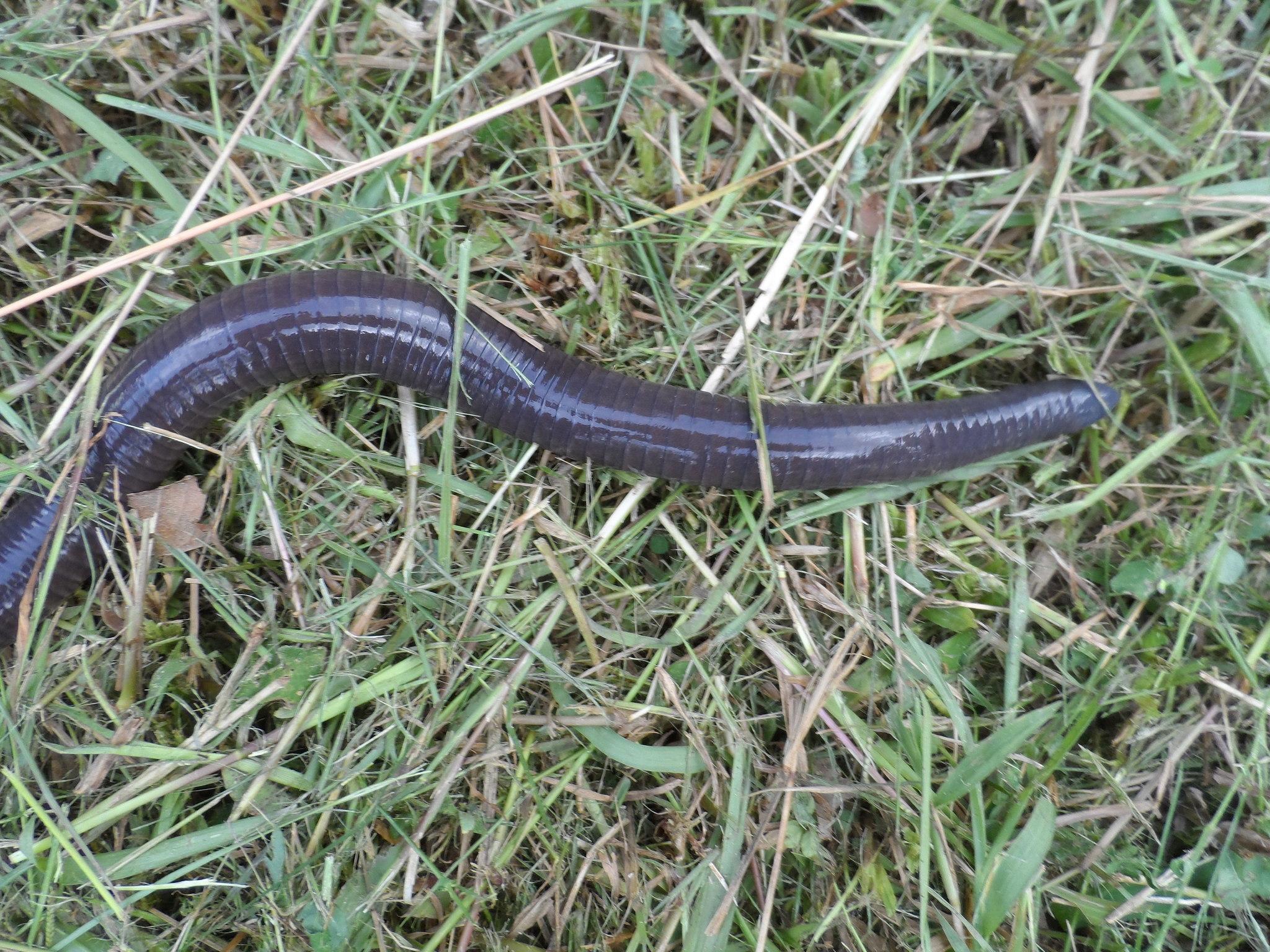 caecilians media