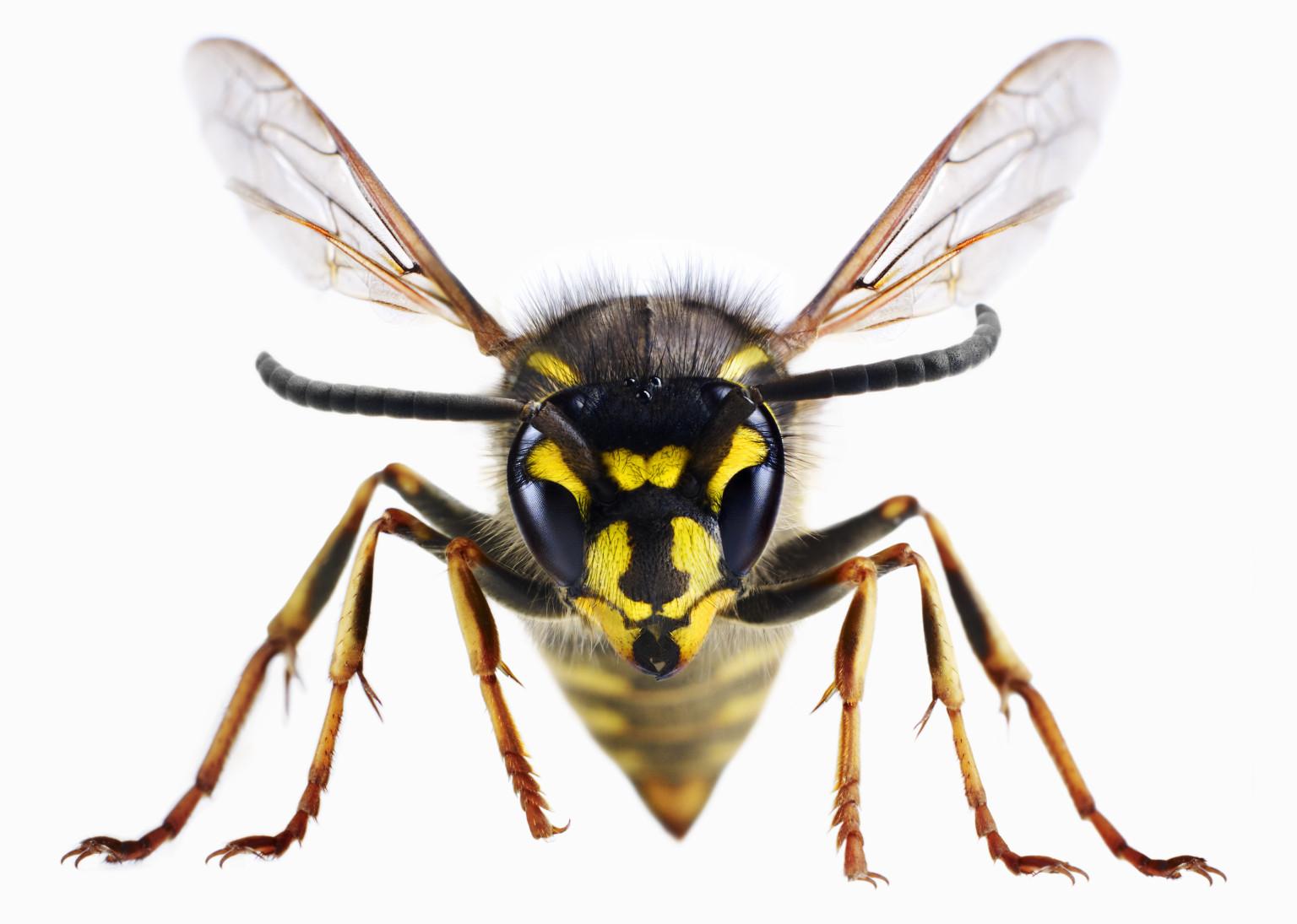 36+ Best HD Wasp Wallpapers