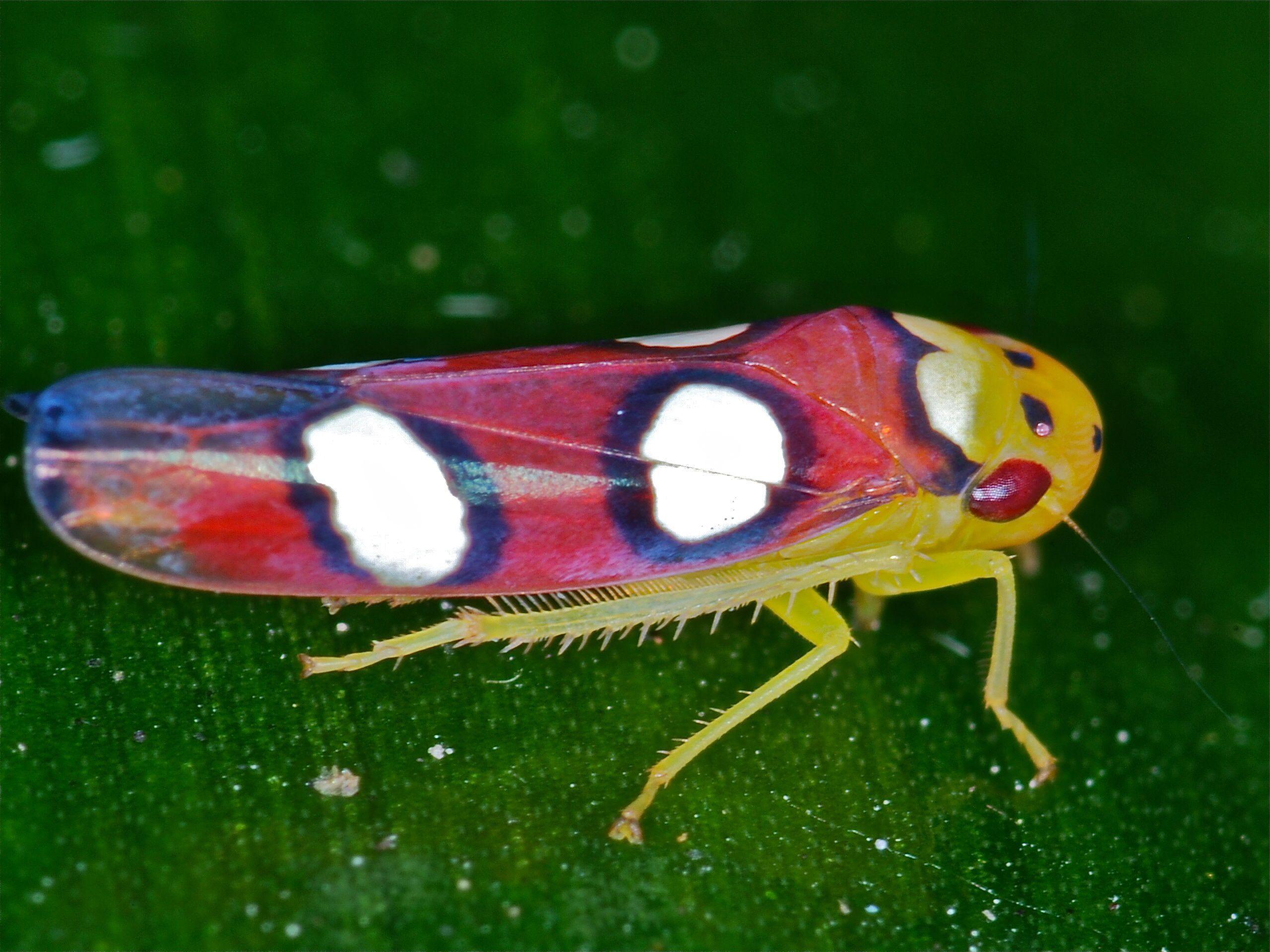 Leafhopper Free HD Wallpapers Image Backgrounds
