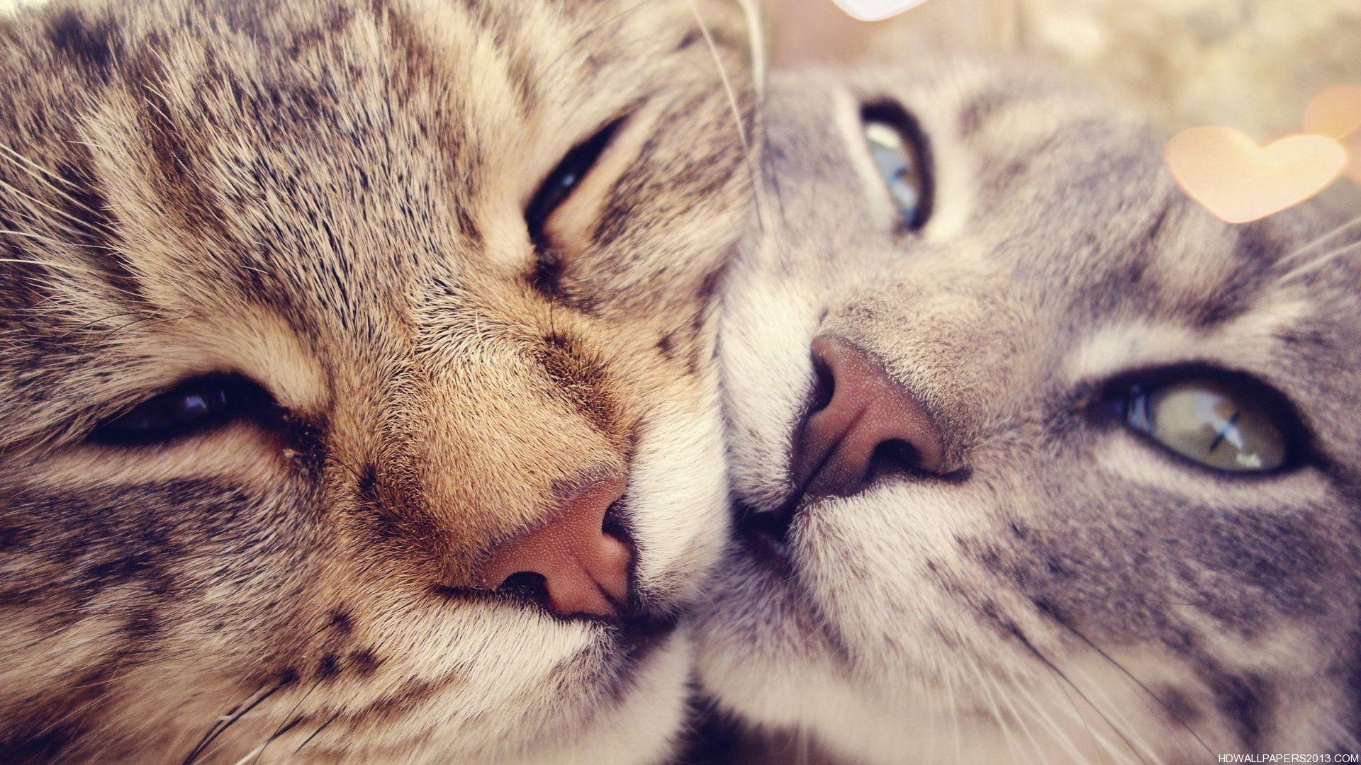 Cute Cats Wallpaper.