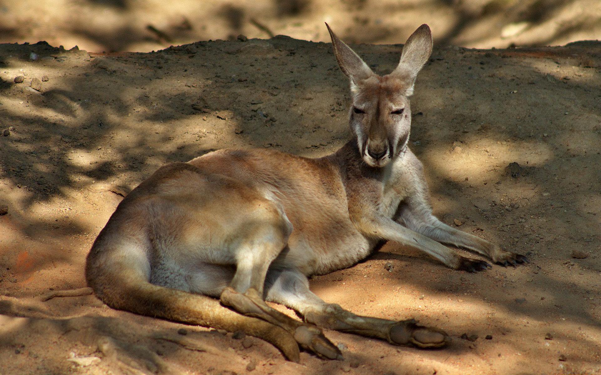 Kangaroo HD Wallpapers