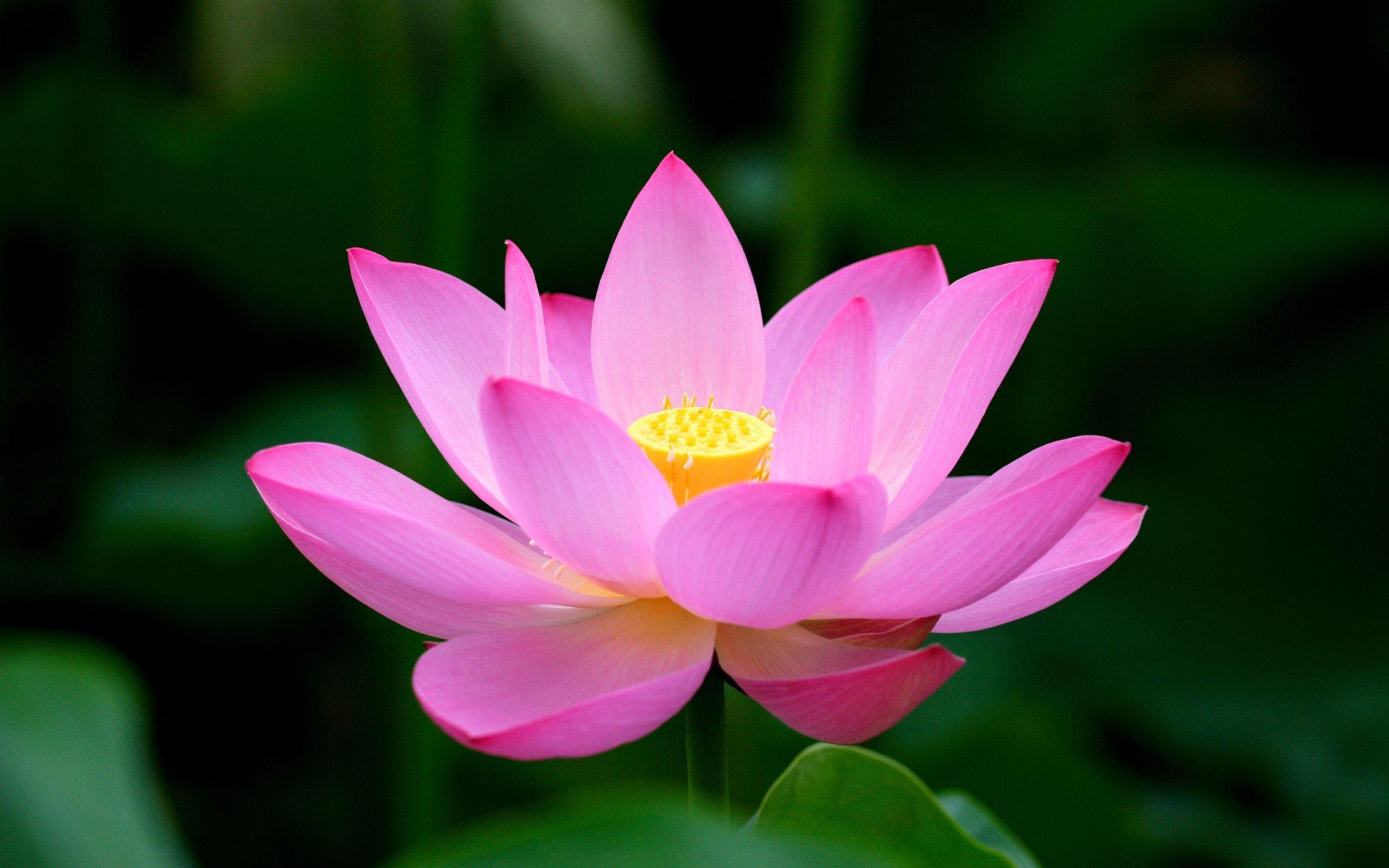 Lotus Flower Desktop wallpapers