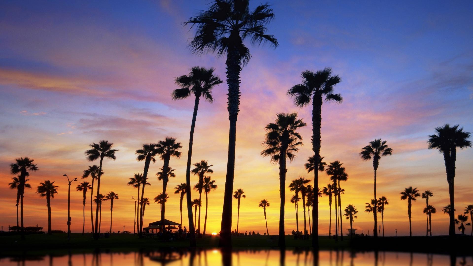 Palm Trees Wallpapers