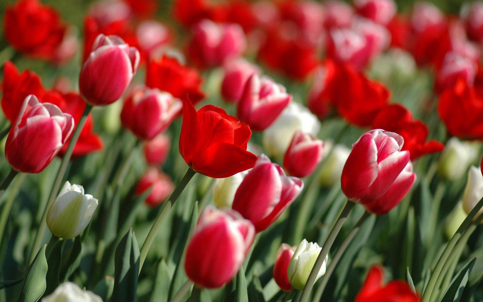 Tulip Flower HD Wallpapers