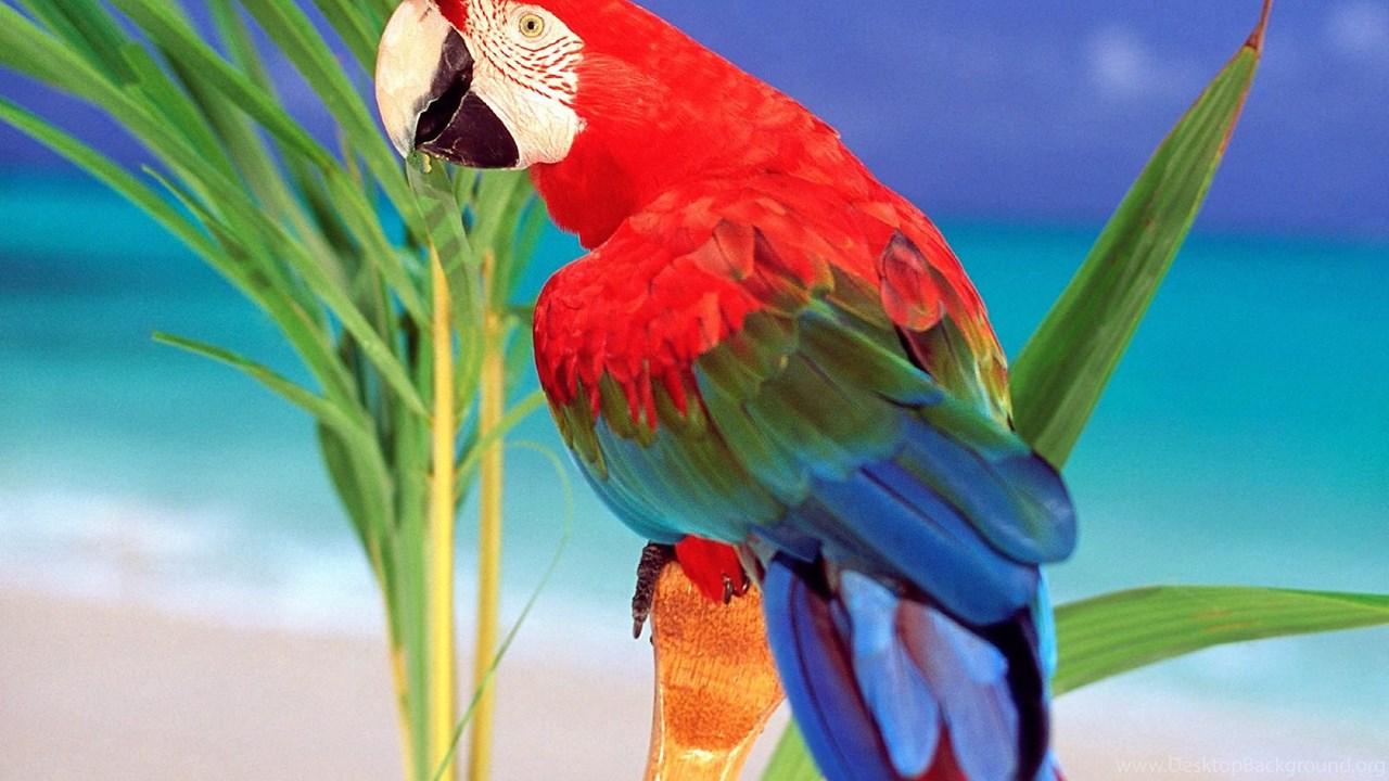 Parrot Hd Wallpapers Desktop Backgrounds