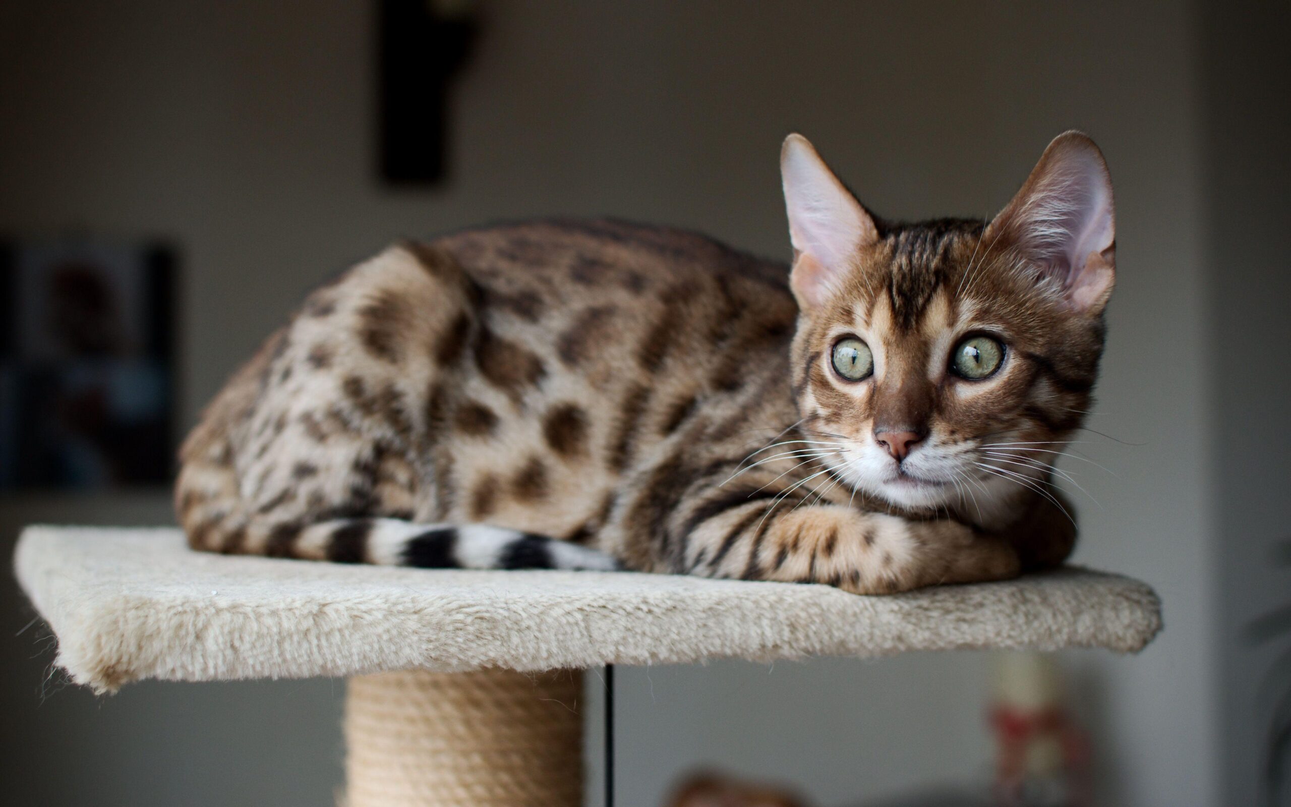 Beautiful Bengal cat saw someone wallpapers and image