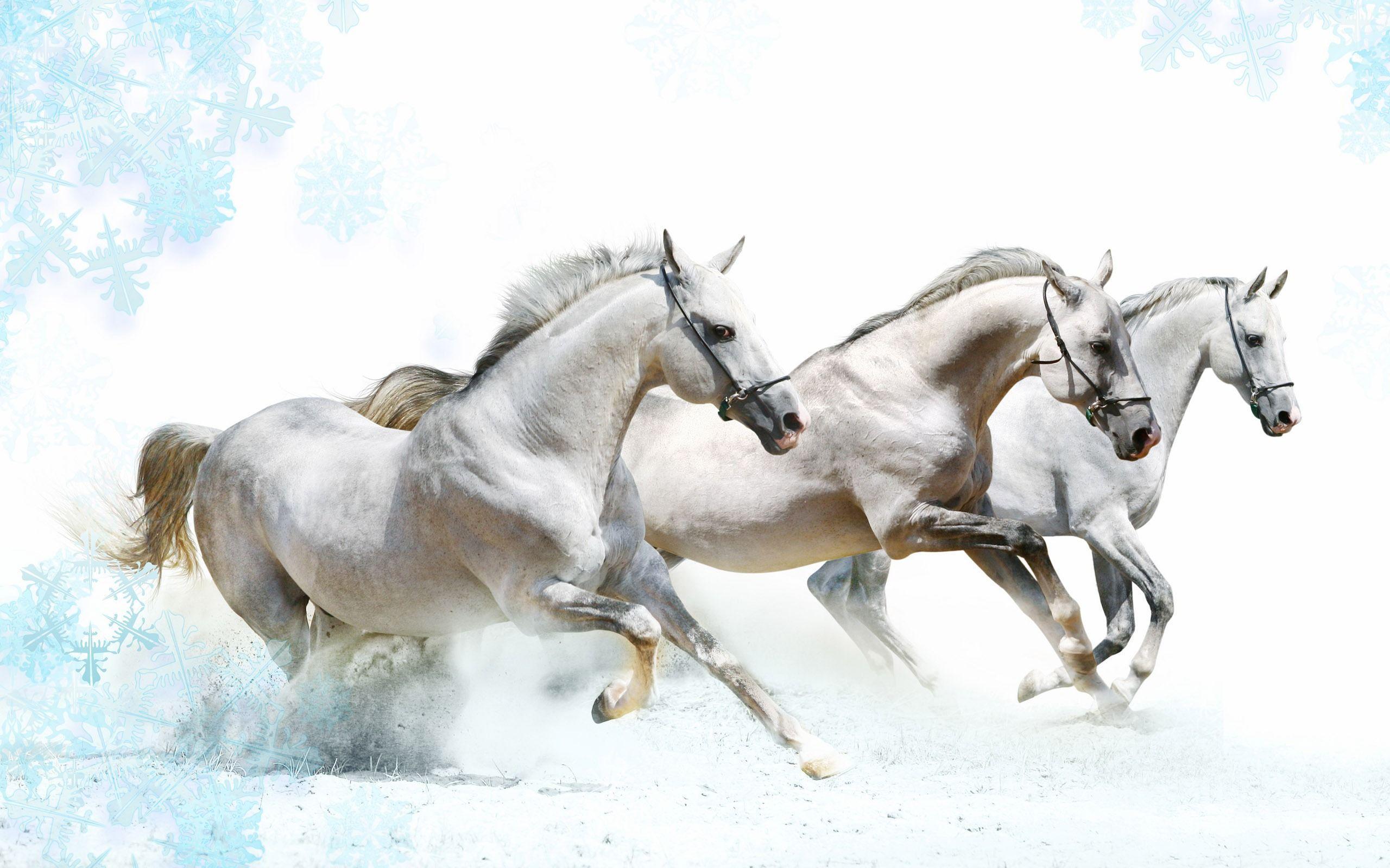 Animals Wallpapers Widescreen Horse Wallpapers