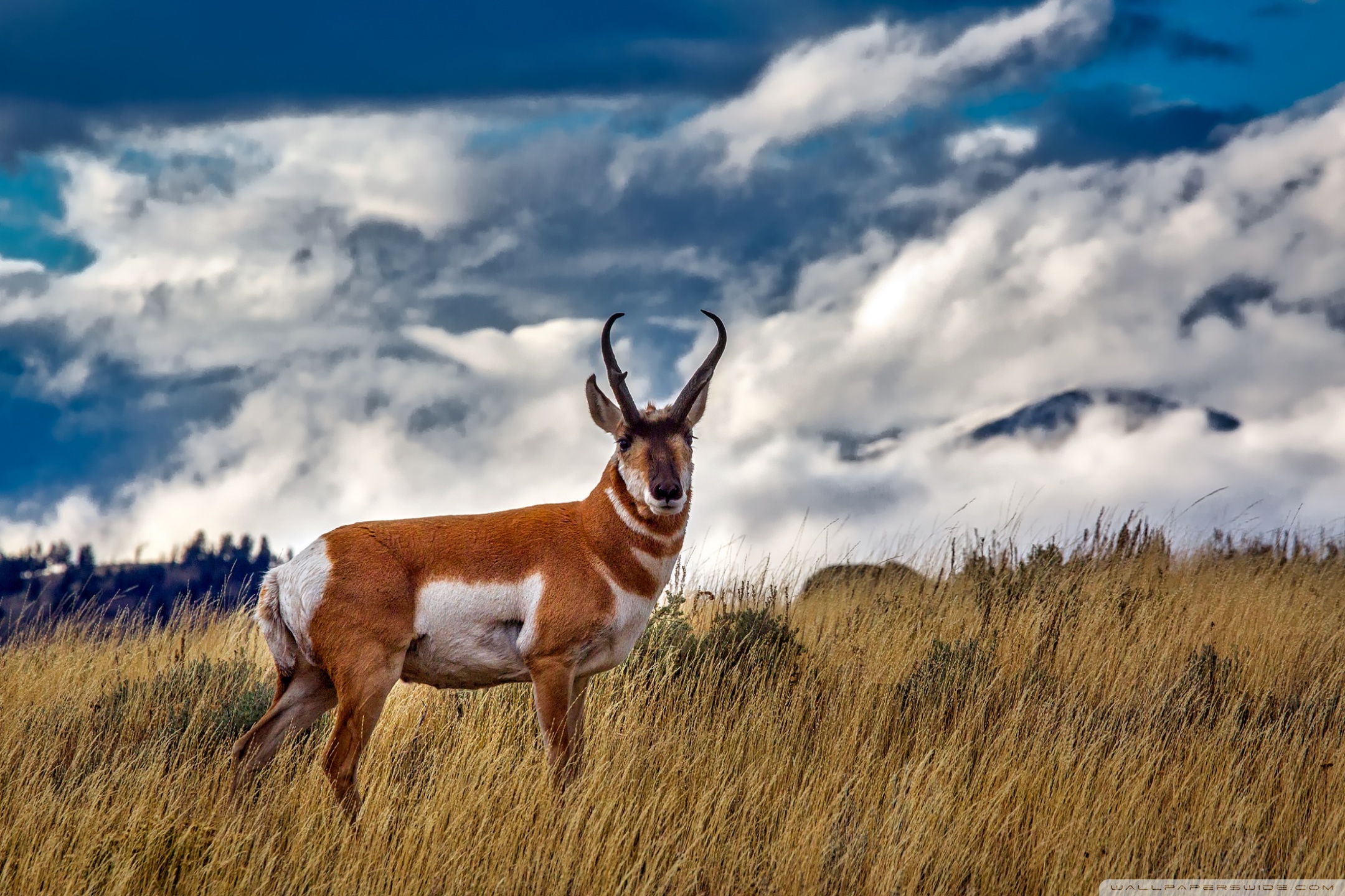 Pronghorn Antelope Ultra HD Desktop Backgrounds Wallpapers for