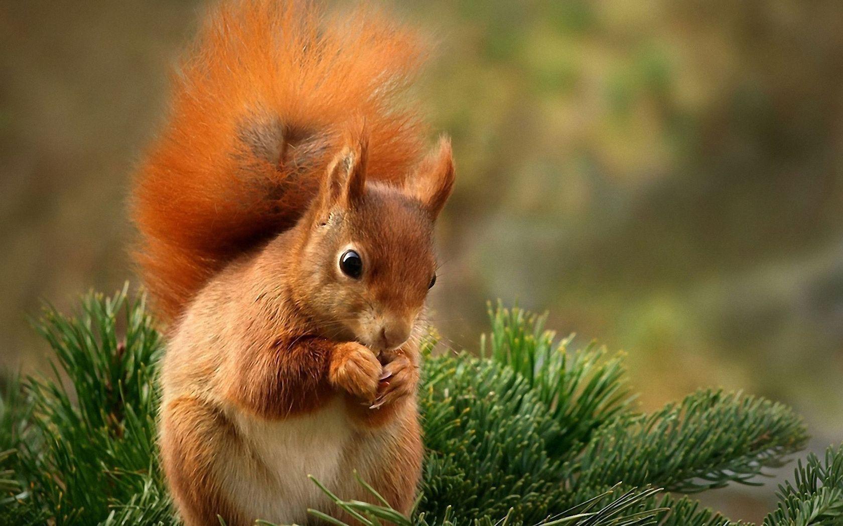 Squirrel HD Wallpapers