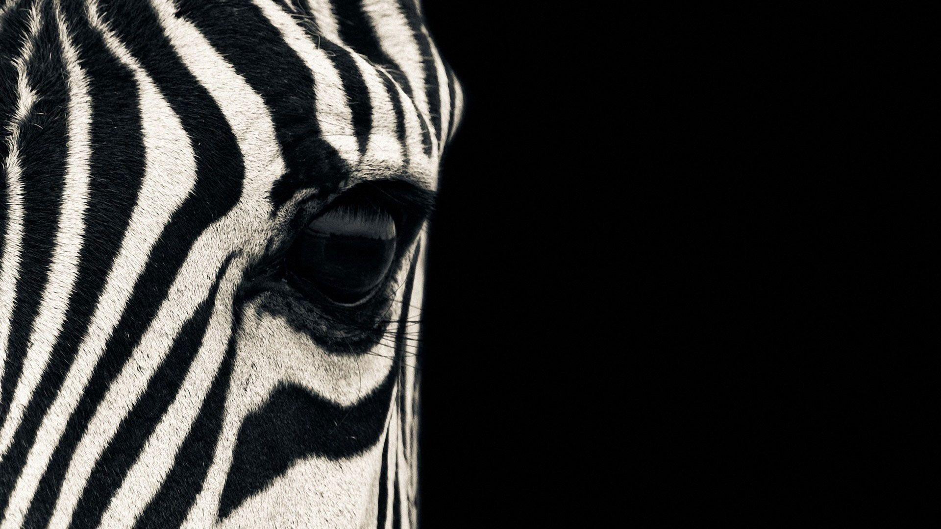 hd pics photos beautiful zebra face close up macro wild animals hd