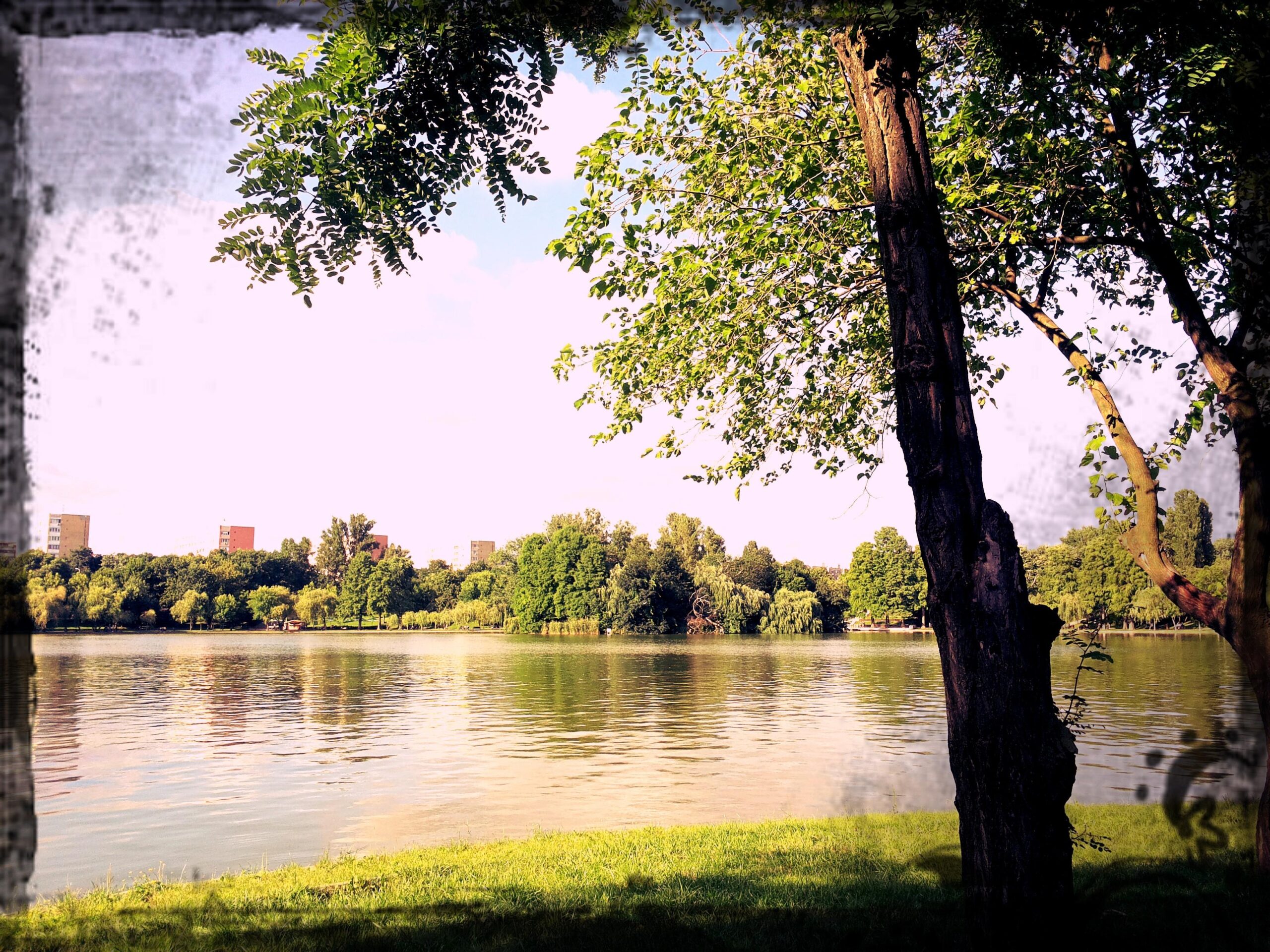 Misc Tree Bucuresti Romania Ior Park Sky Lake Bucharest Best