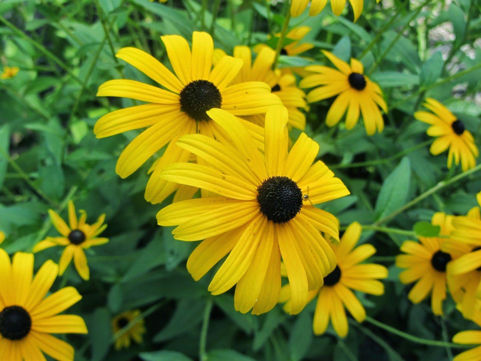 Black Eyed Susan is the state flower.Maryland