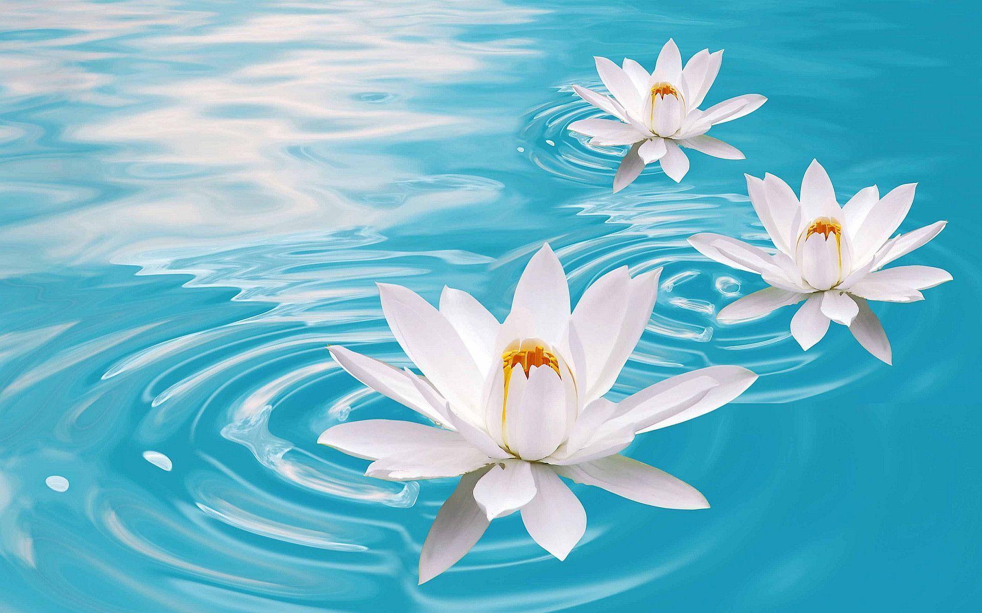 Lotus Flowers Hd Wallpapers