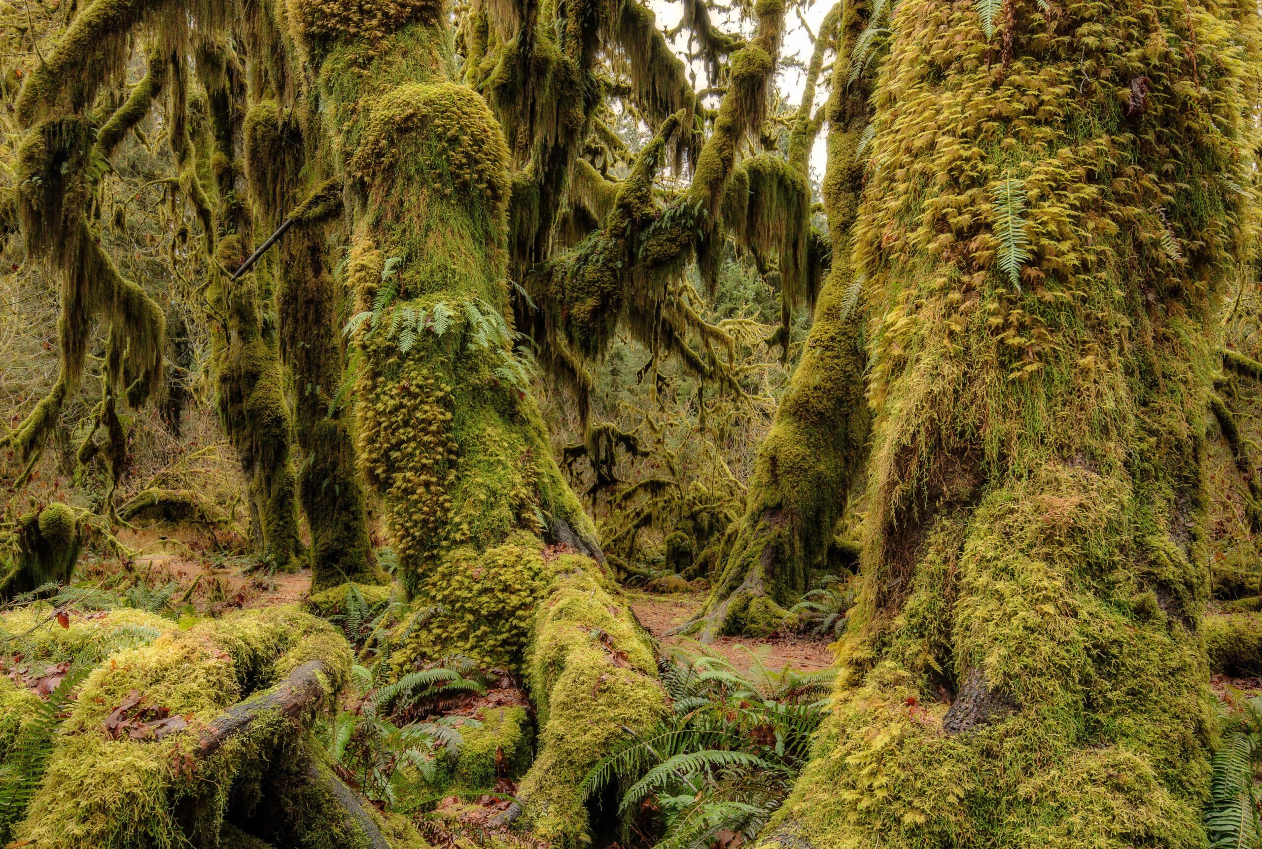 Olympic National Park Washington USA wood moss flora Olympic