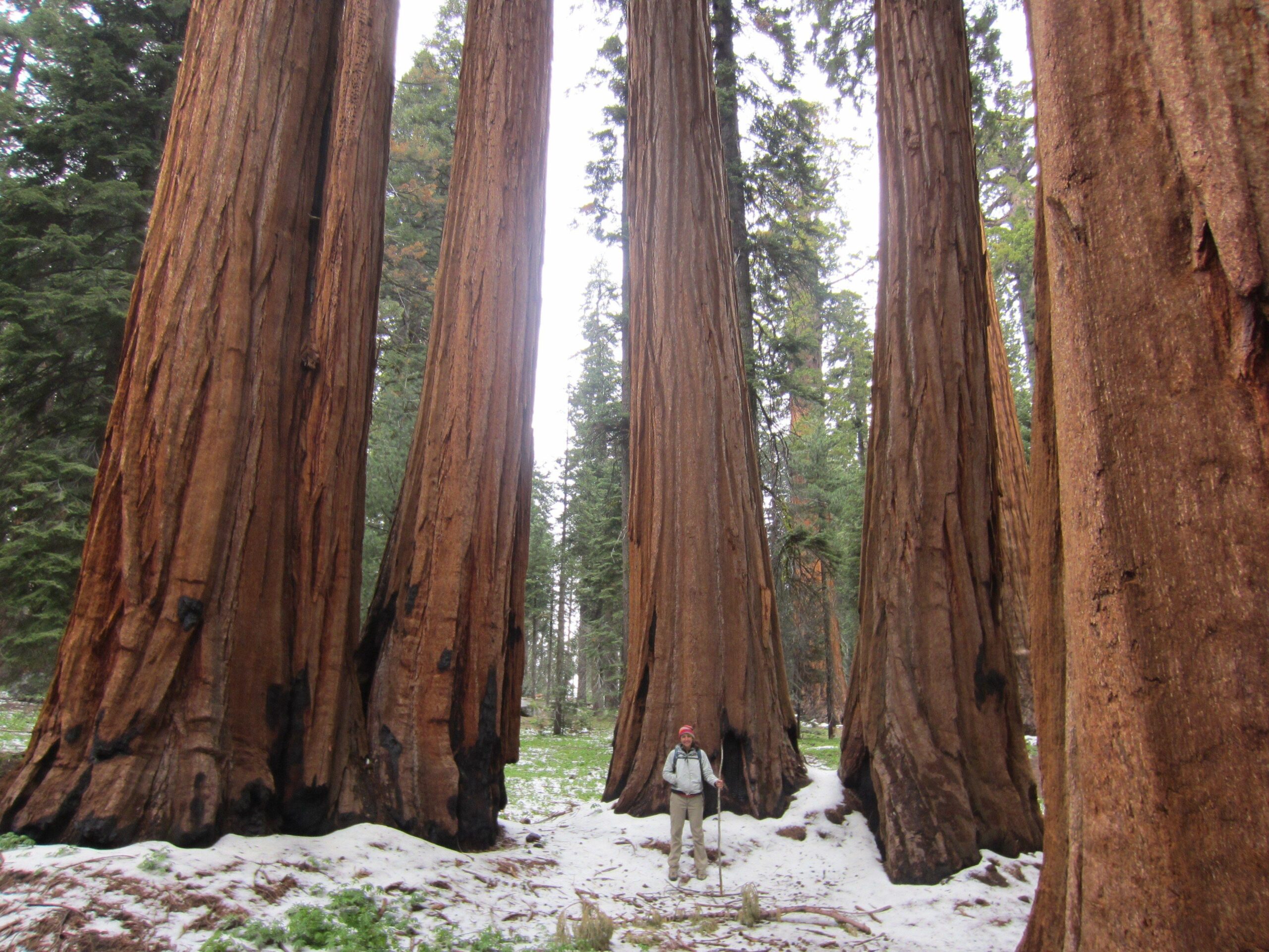 Sequoia National Park Wallpapers High Quality