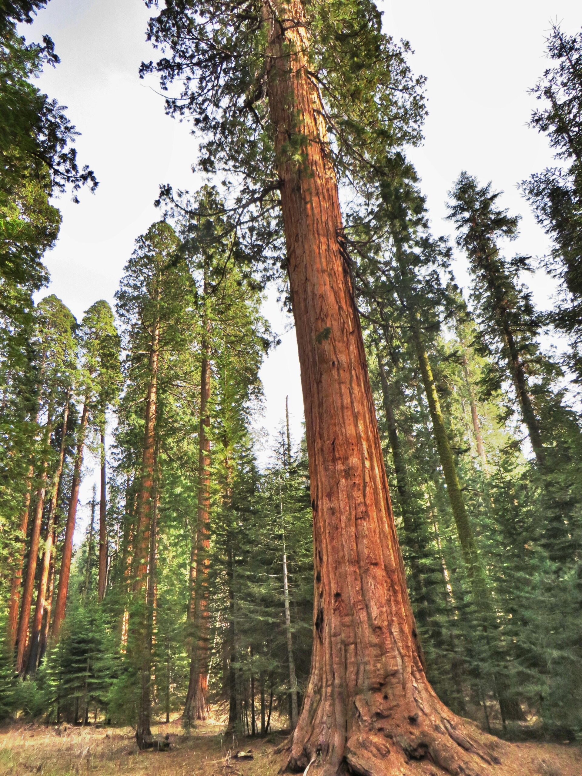 Sequoia National Park Wallpapers High Quality