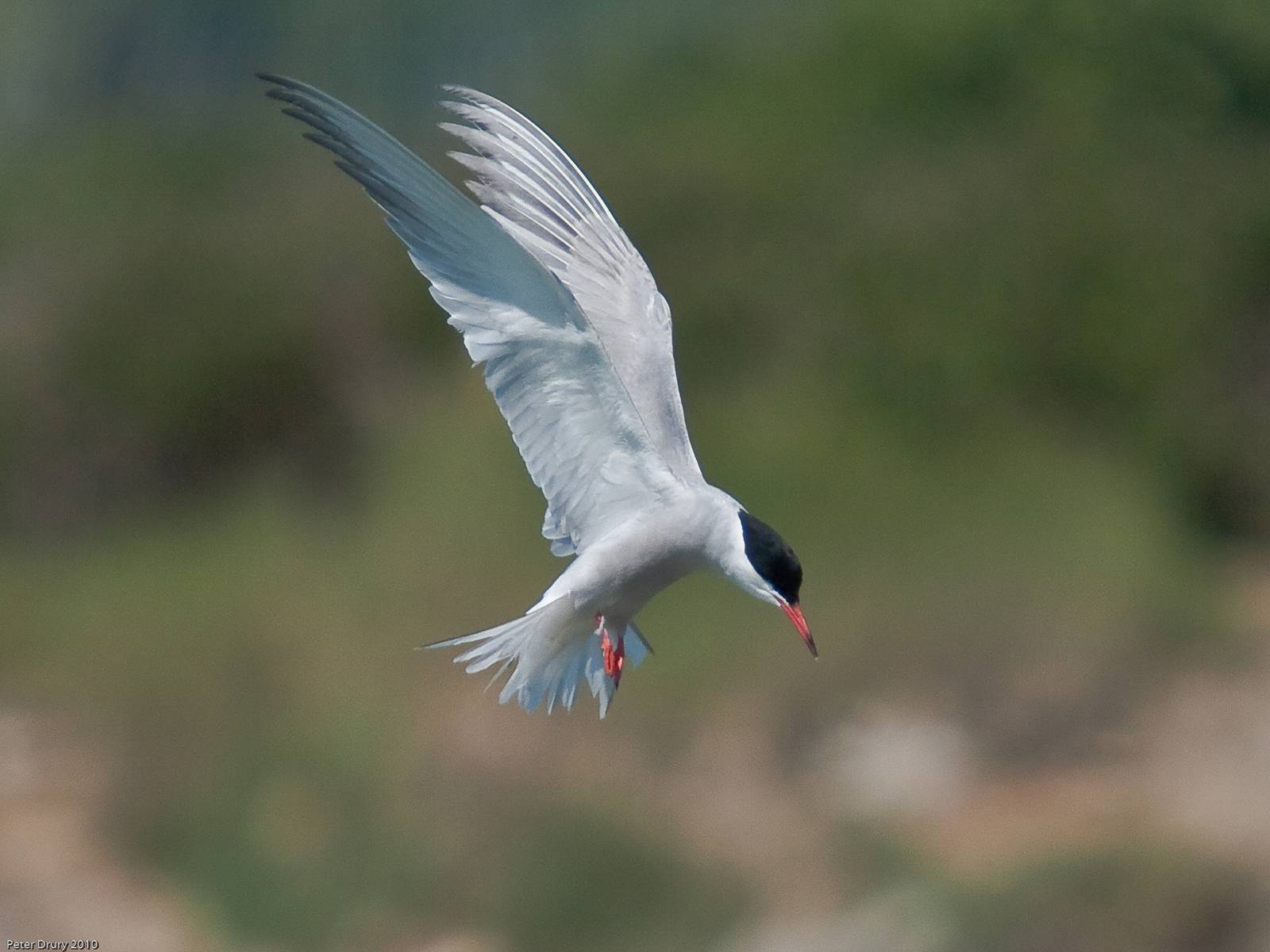 Tern