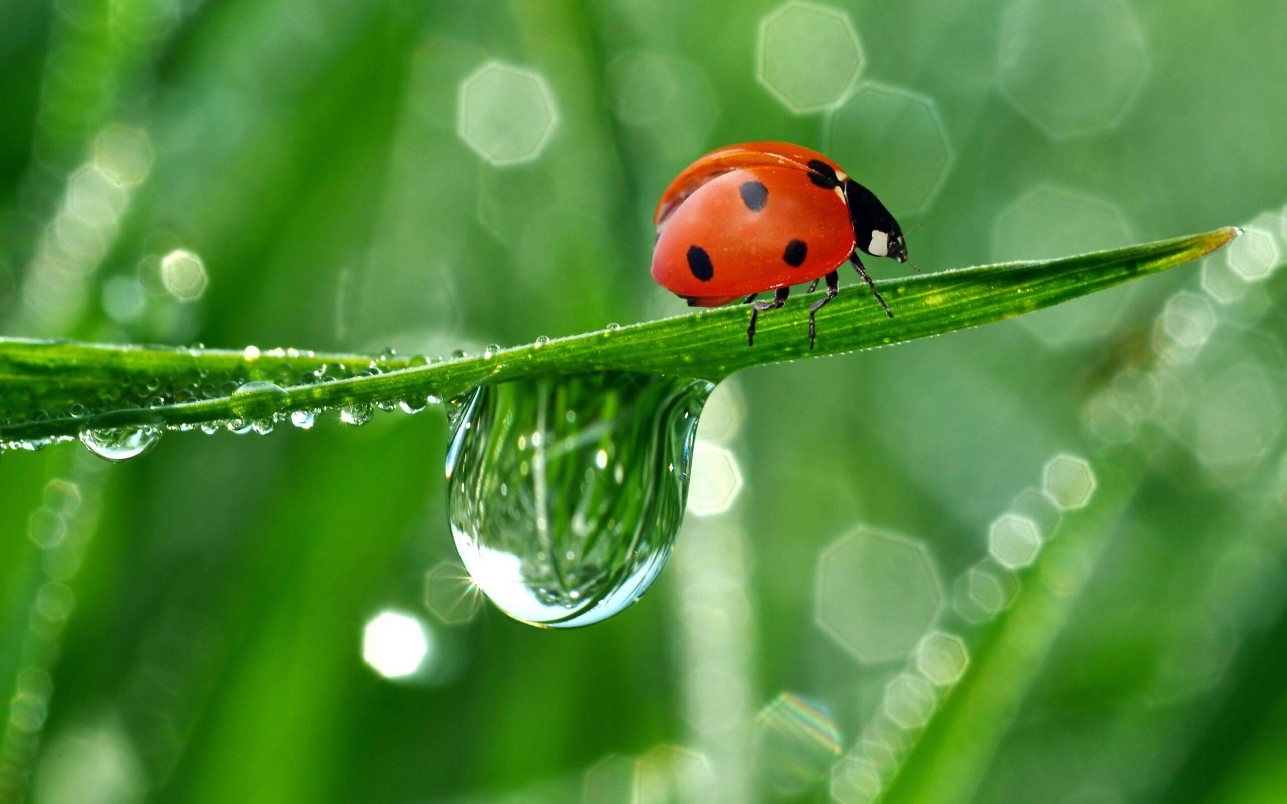 Cute Ladybug and Water Drops Wallpapers Full HD High Resolution