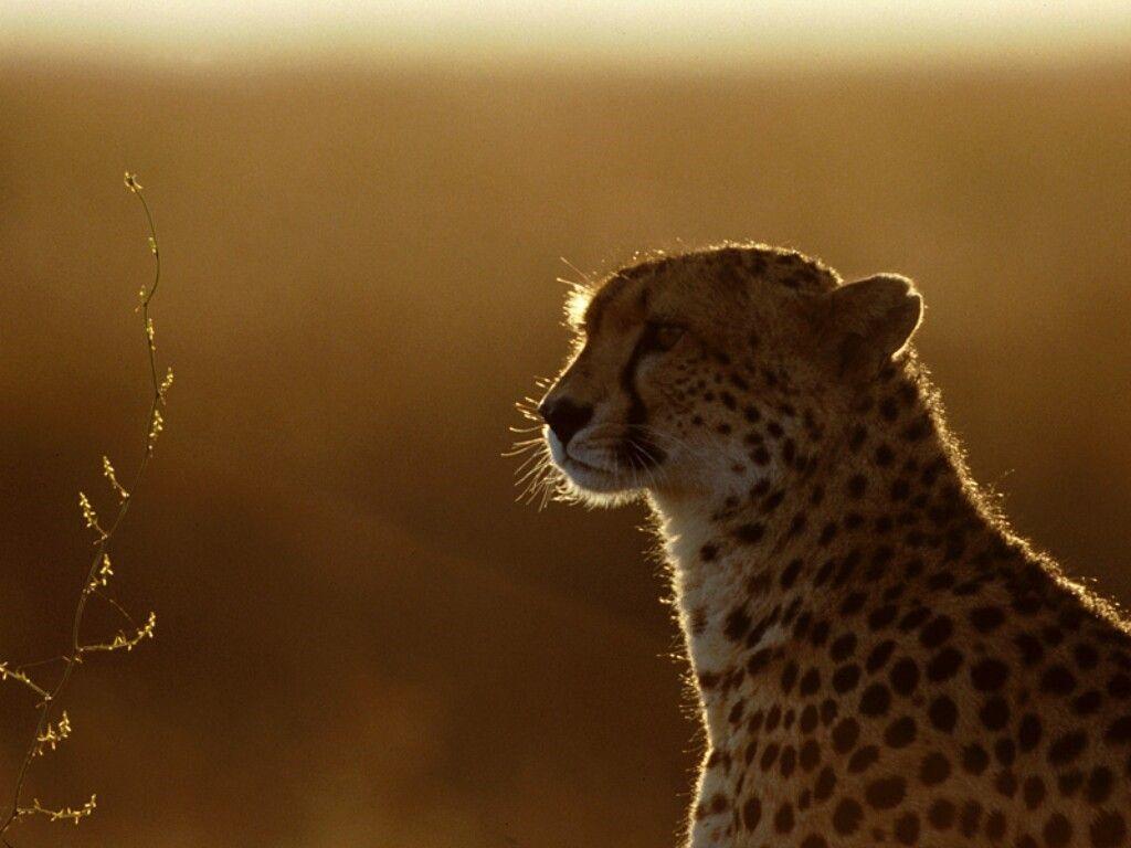 Cheetah HD wallpapers