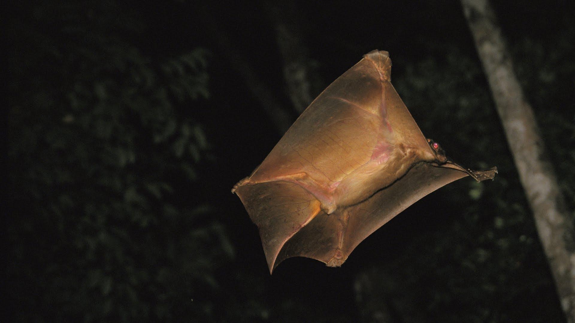 Creature Feature: The Colugo