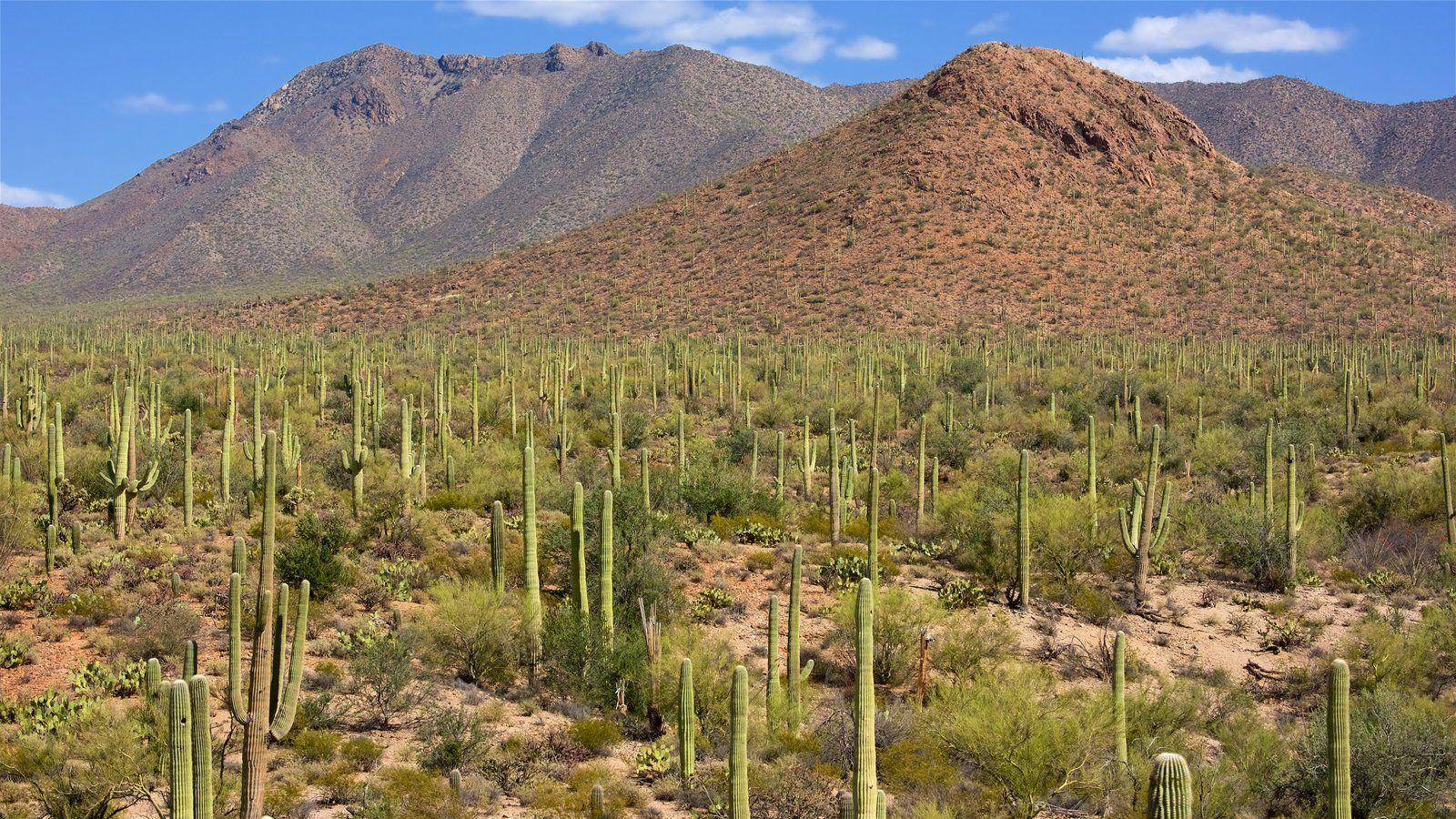 Mountain Pictures: View Image of Saguaro National Park