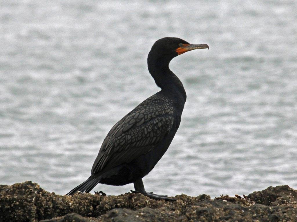 Cormorant Bird