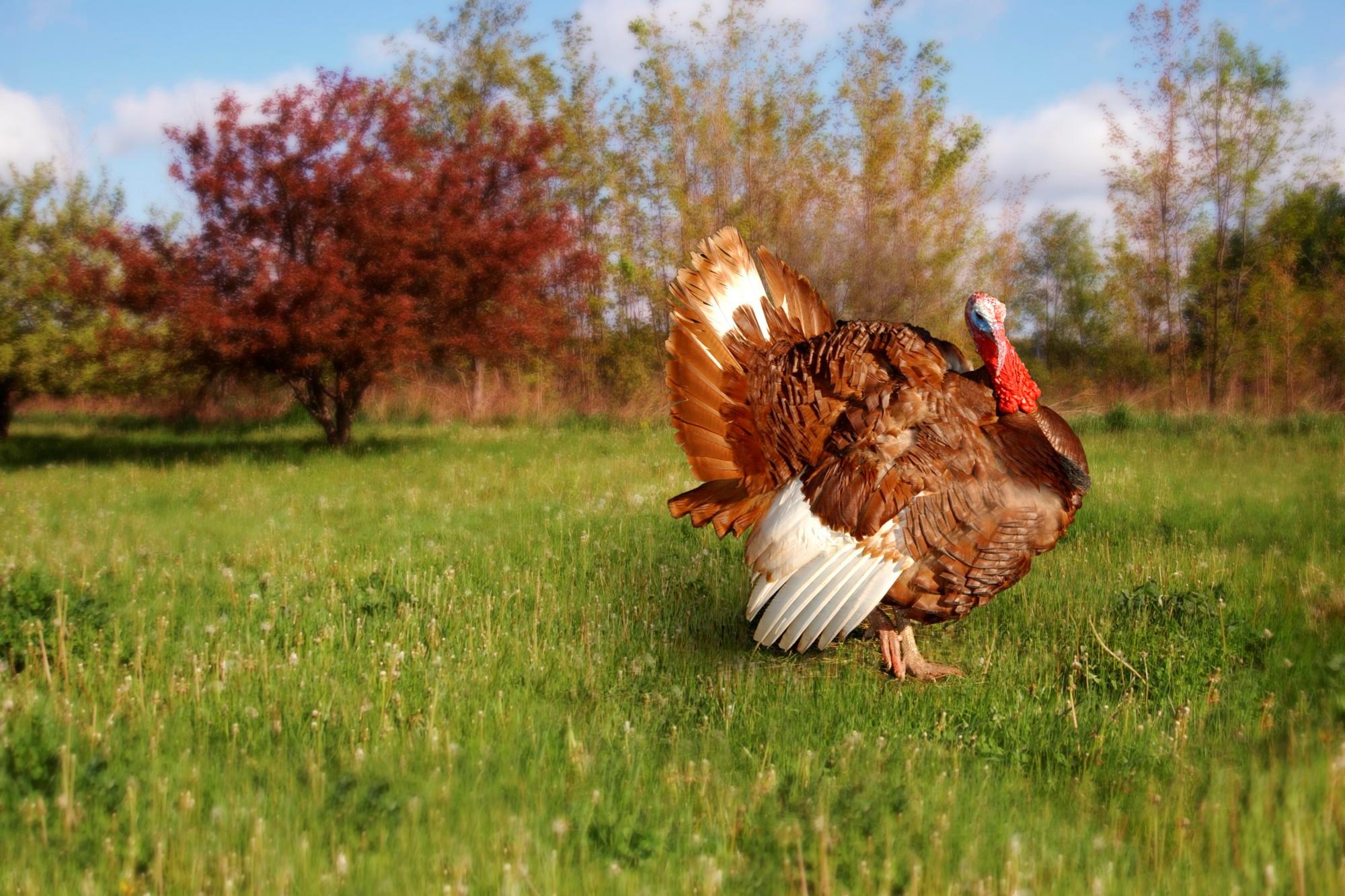 Hen Wallpapers