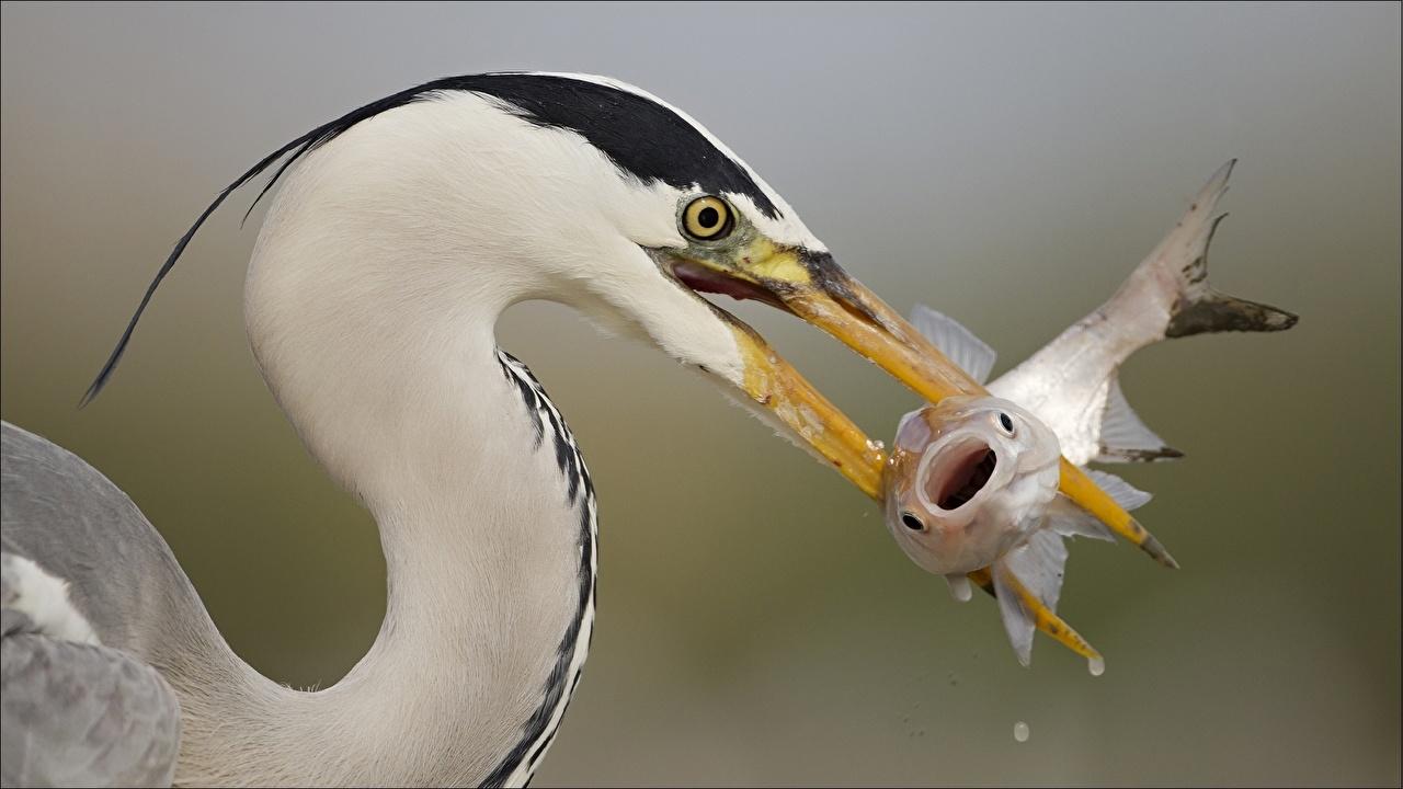 Heron Fish