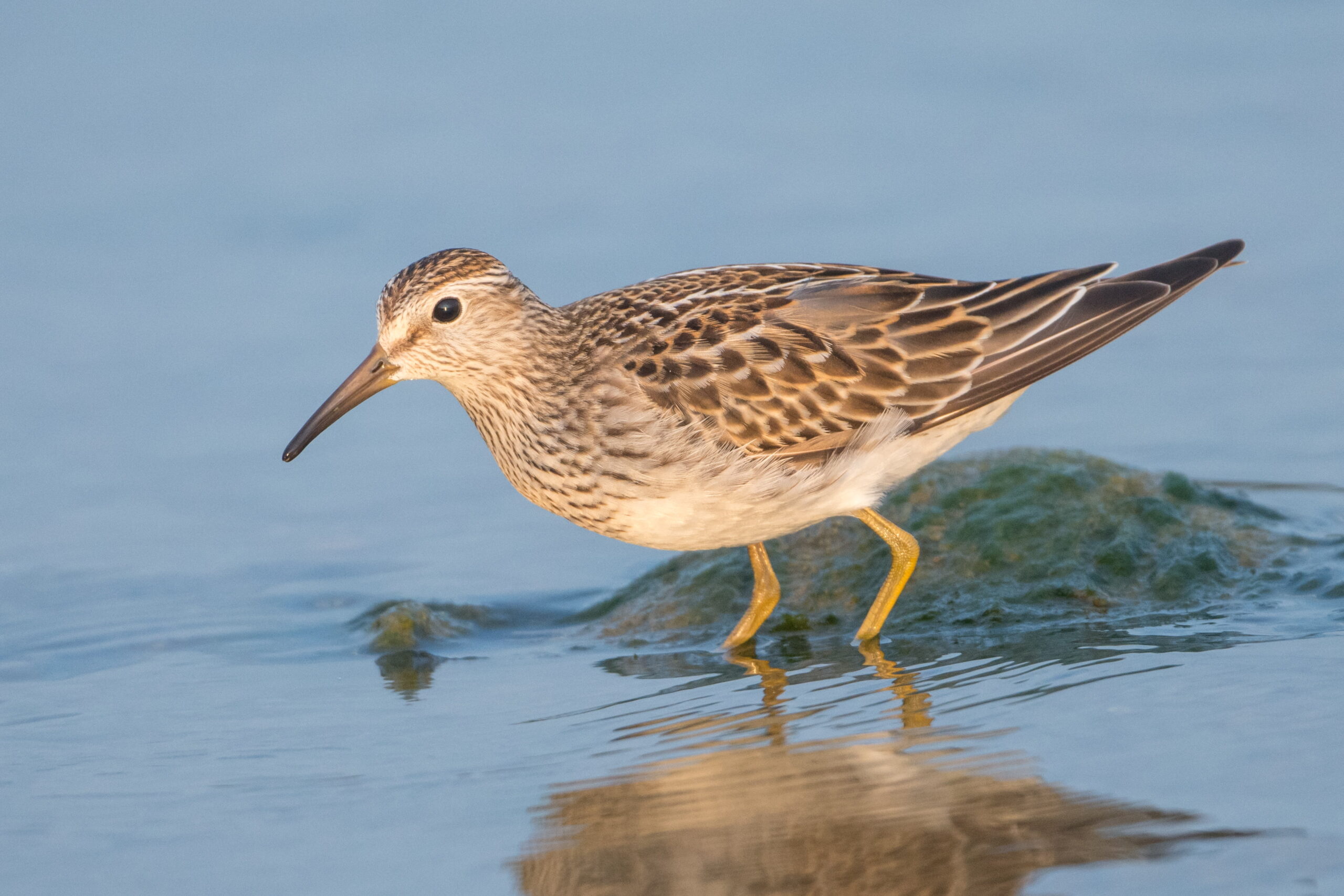 Brown and white bird, pectoral sandpiper, calidris HD