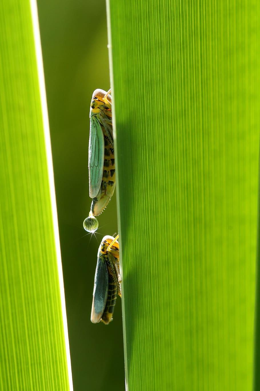 Leafhopper 1080P, 2K, 4K, 5K HD wallpapers free download