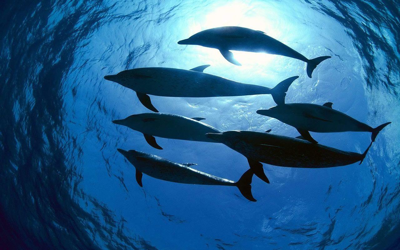 Spinner Dolphin Wallpapers