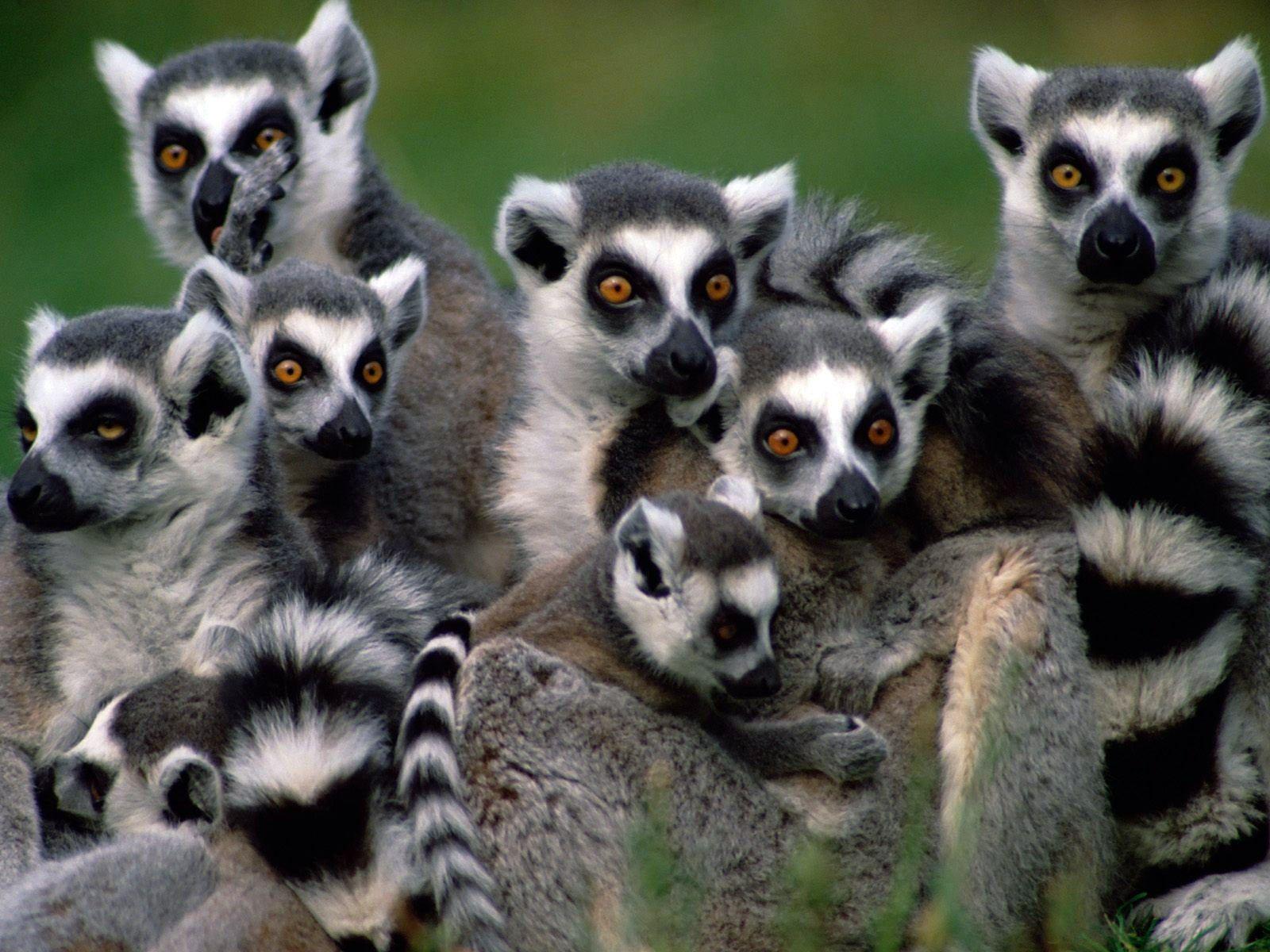 Lemurs Wallpapers HD