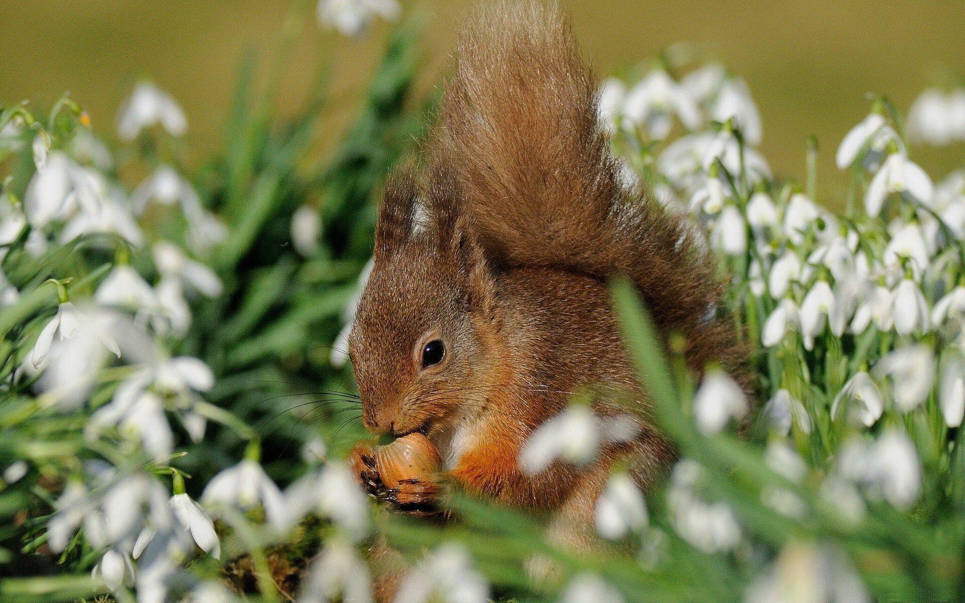 476 Squirrel Wallpapers