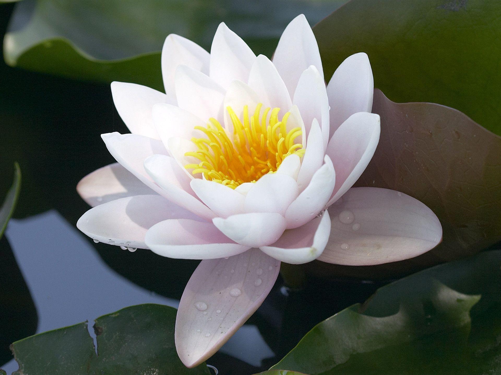 Lotus Flower Desktop Wallpapers