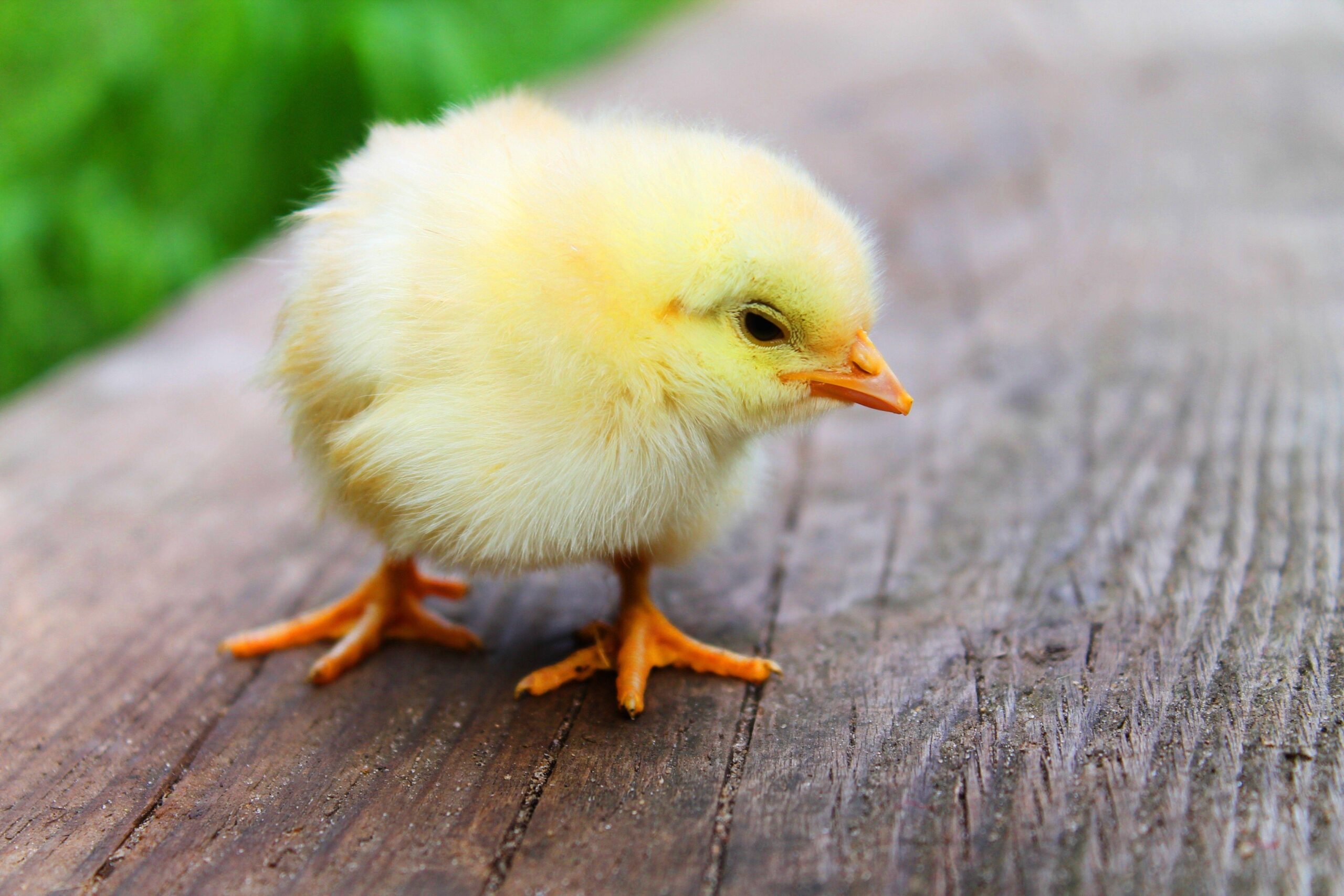 baby hen animal wallpapers free hd download