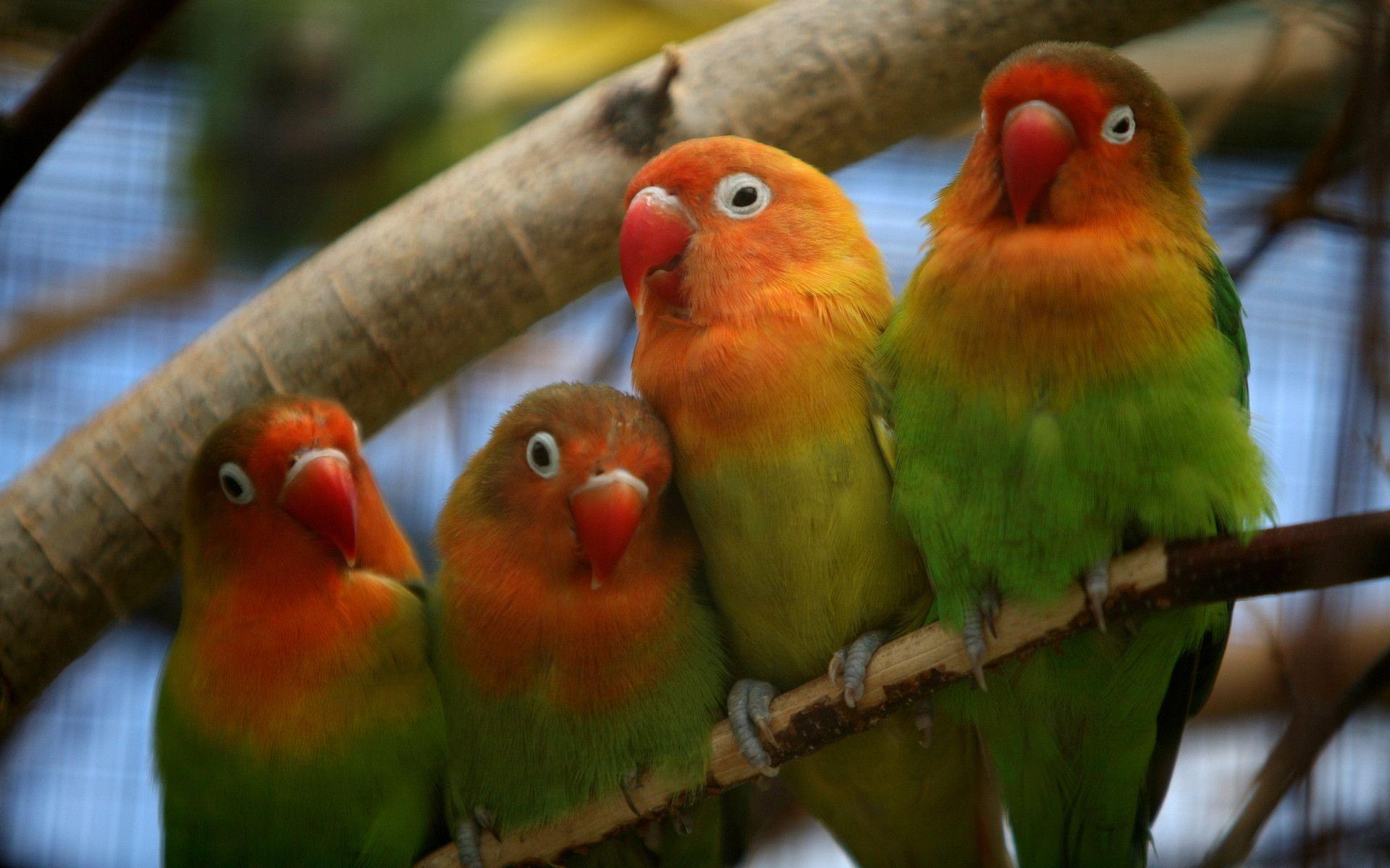 Wallpapers For > Cute Love Birds Wallpapers