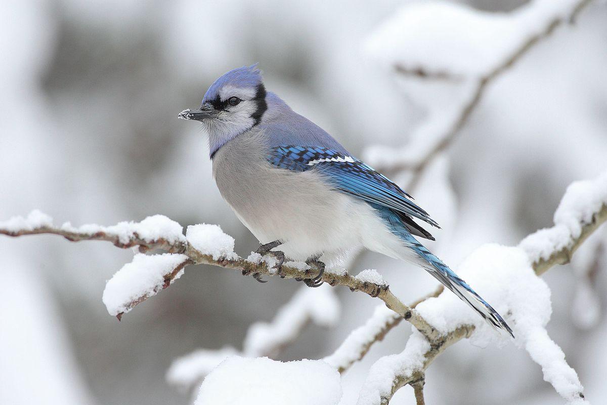 Blue jay