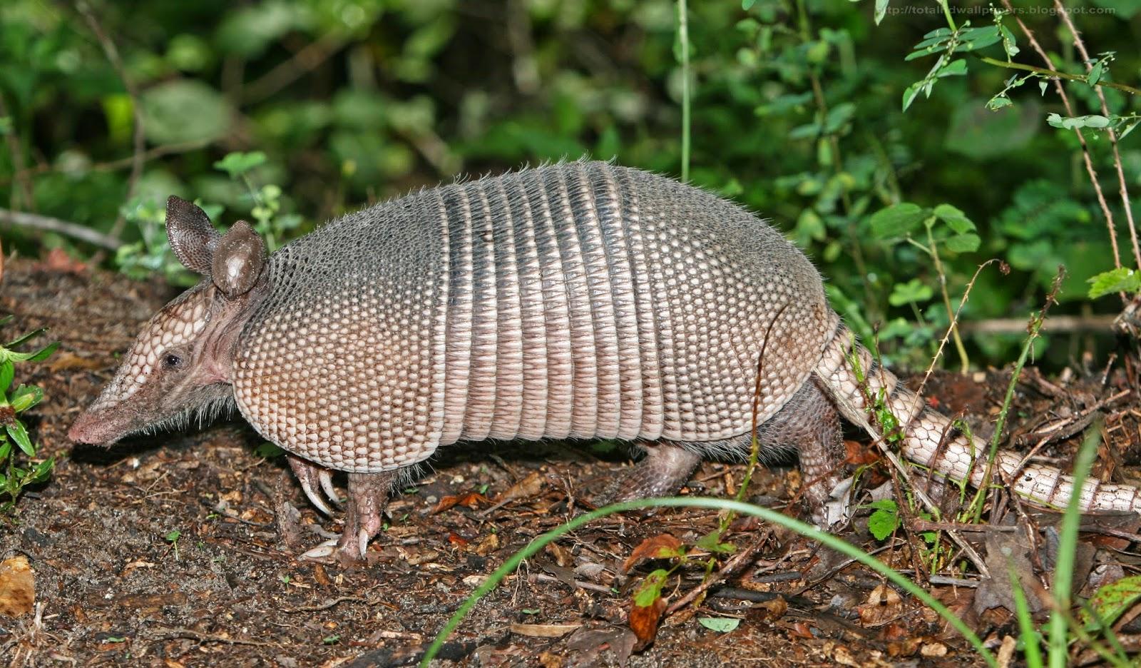 Kamal Shah: Common Long Nosed Armadillo HD Wallpapers