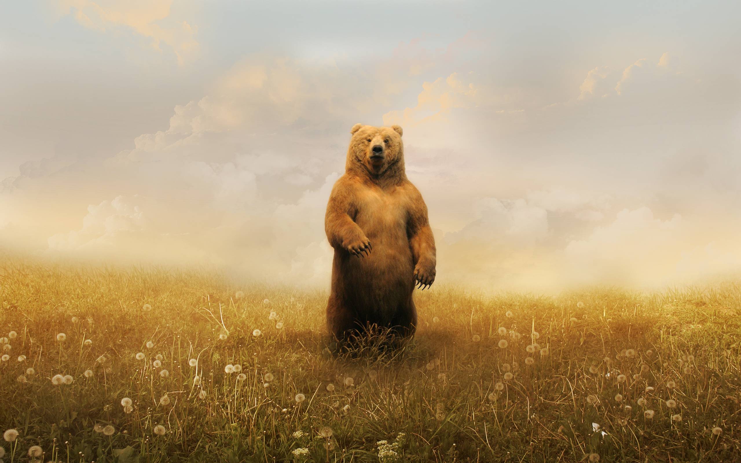 Bear Art Wallpapers