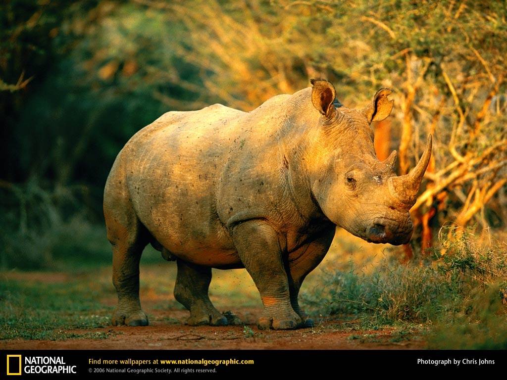 Rhino Wallpapers HD Download