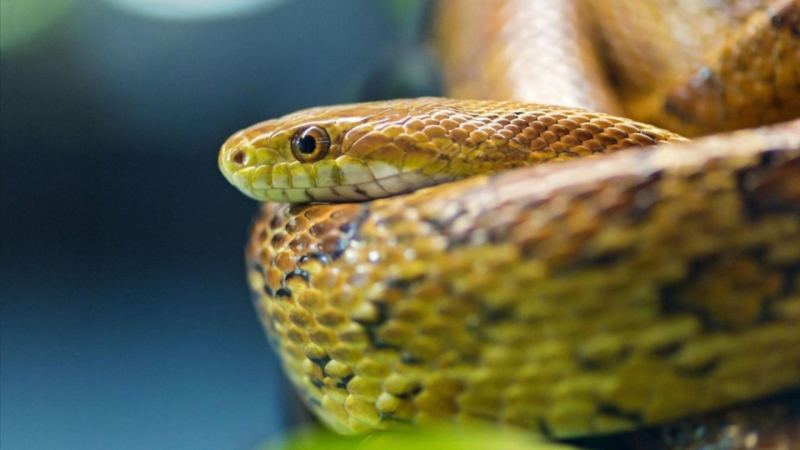 wallpapers green anaconda snake 4k