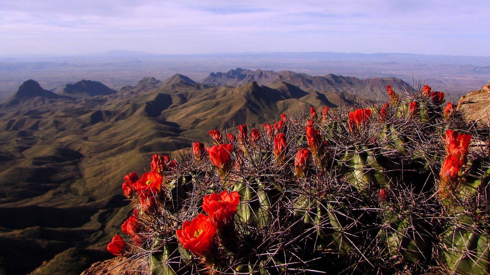 Big Bend National Park Pictures: View Photos & Image of Big Bend