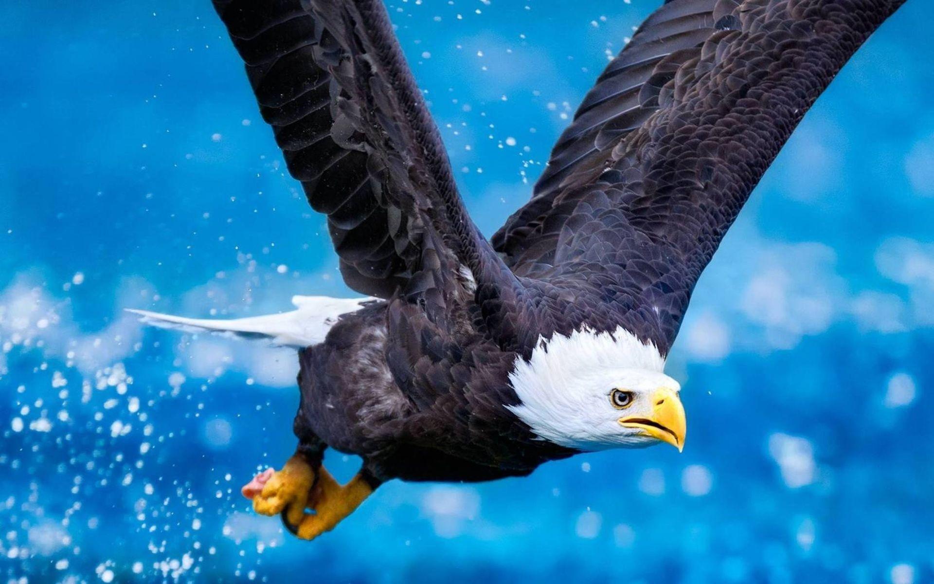 Eagle Computer Wallpapers, Desktop Backgrounds