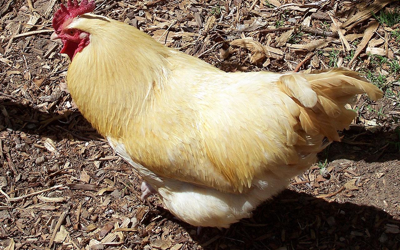 Hen wallpapers of domesticated yellow fertilizer － Animal Wallpapers