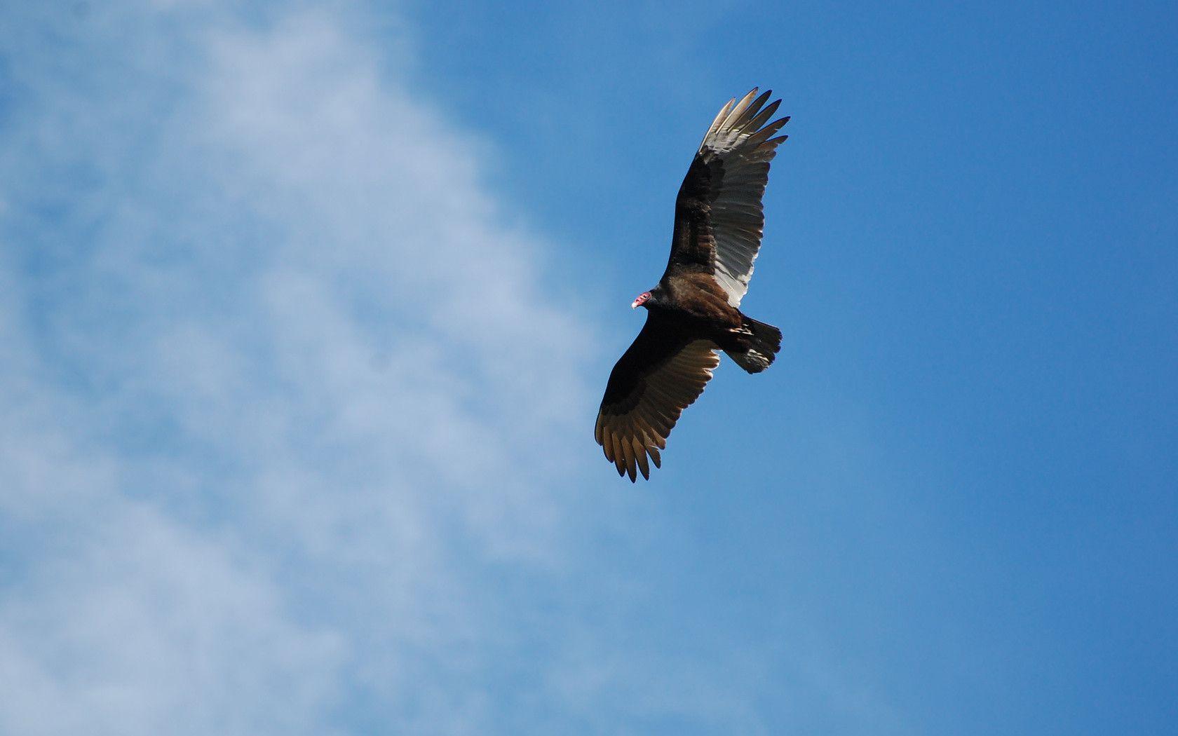 Suzanne Britton Nature Photography: Turkey Vulture 2