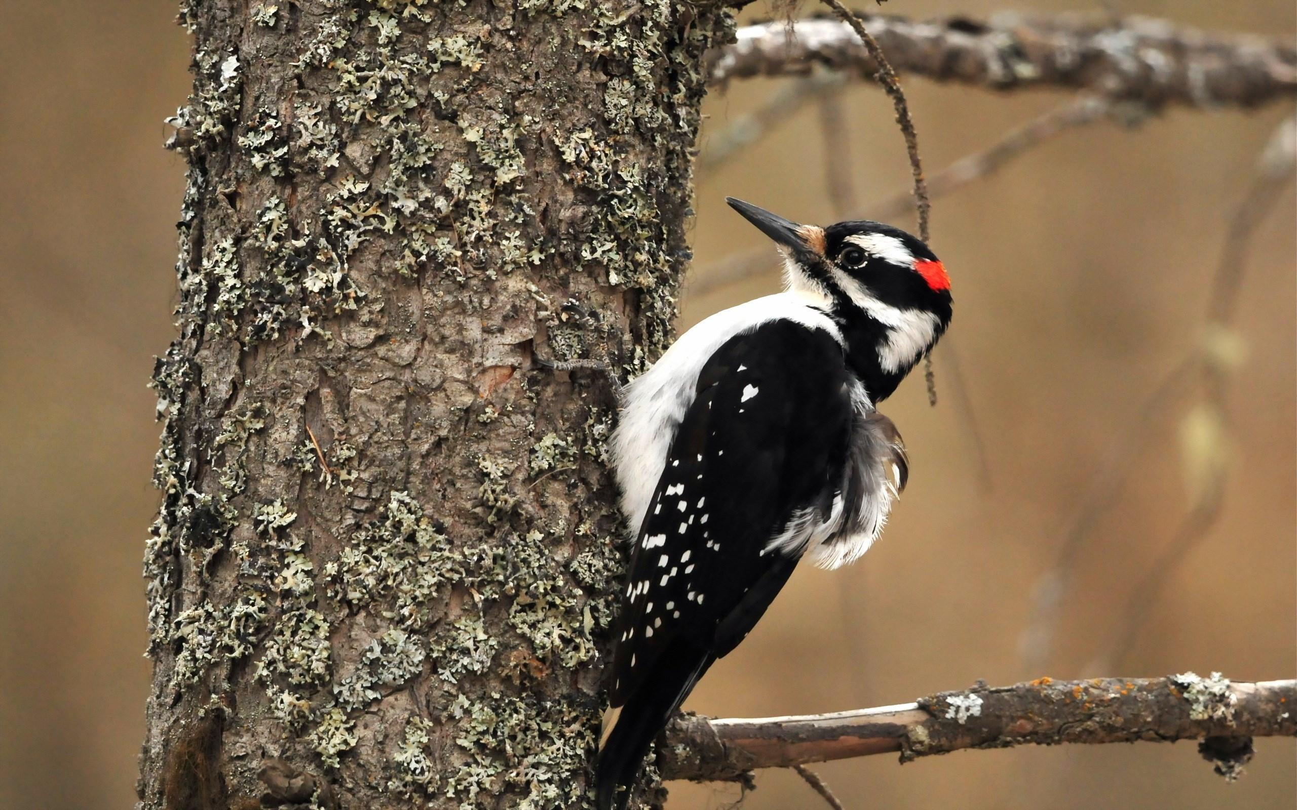 Woodpecker Wallpapers 4