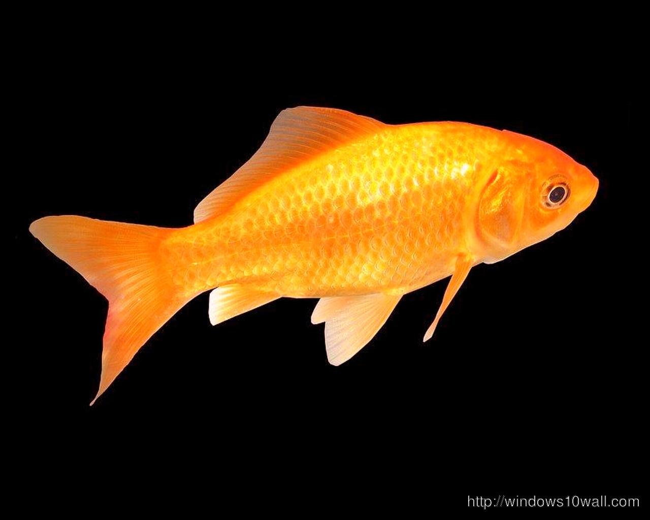 Beautiful Golden Goldfish Hd Wallpapers