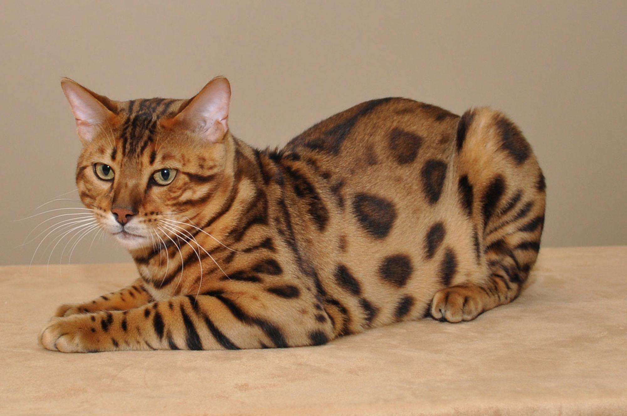 Beautiful Bengal cat poses wallpapers and image