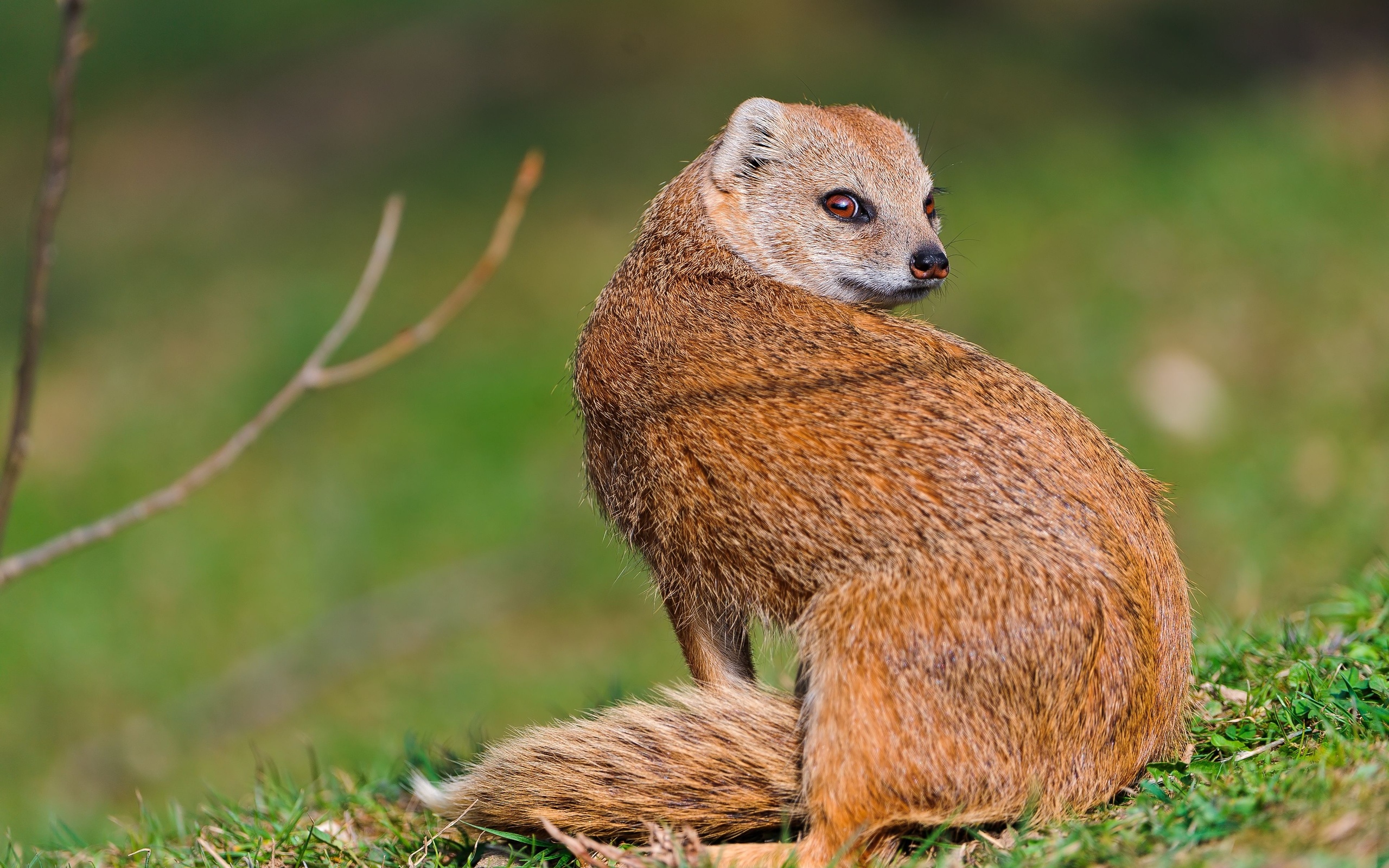 Best 43+ Mongoose Wallpapers on HipWallpapers